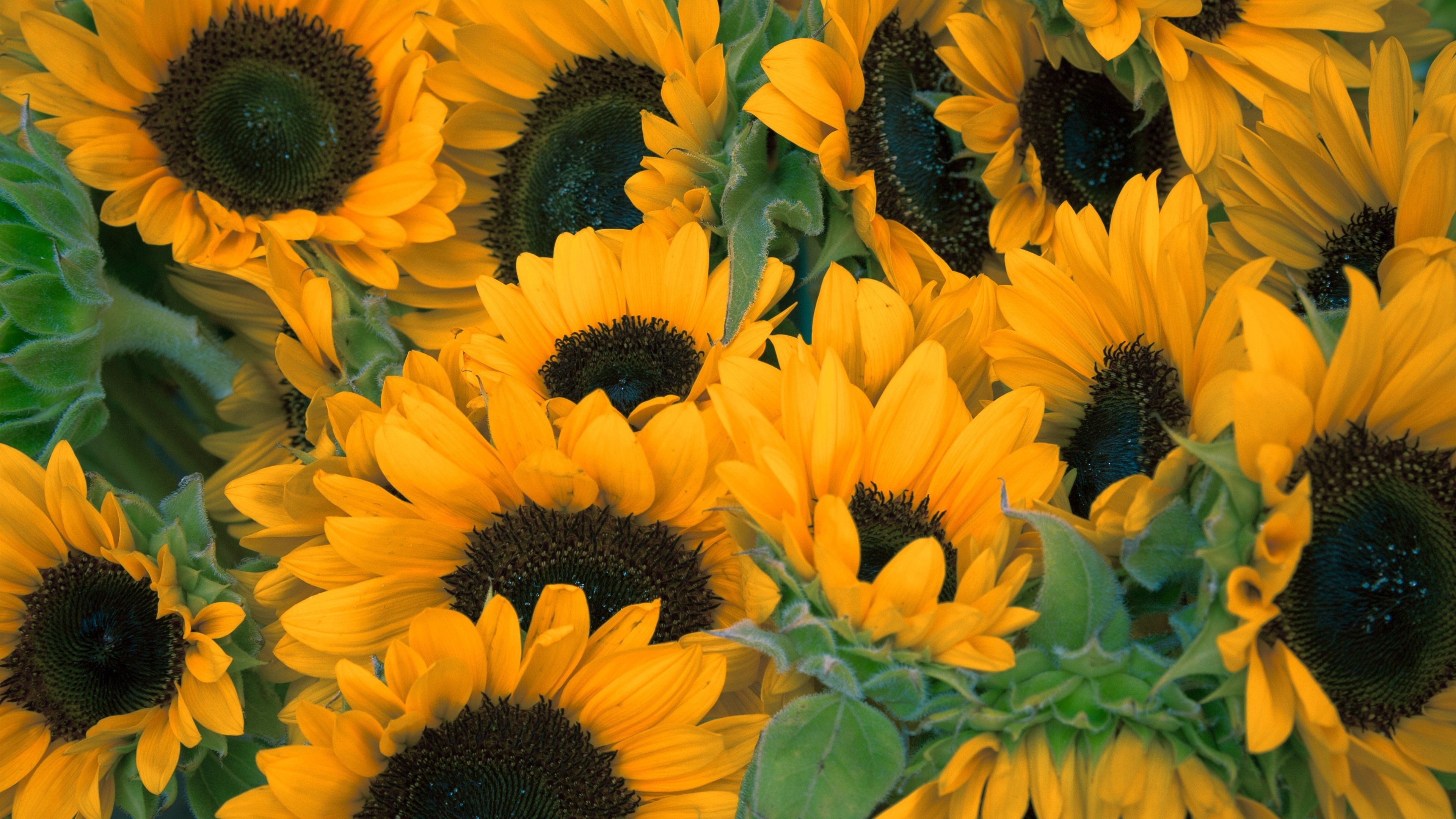 Wallpaper Sunflowers, yellow flowers, summer 3840x2160 UHD 4K Picture, Image