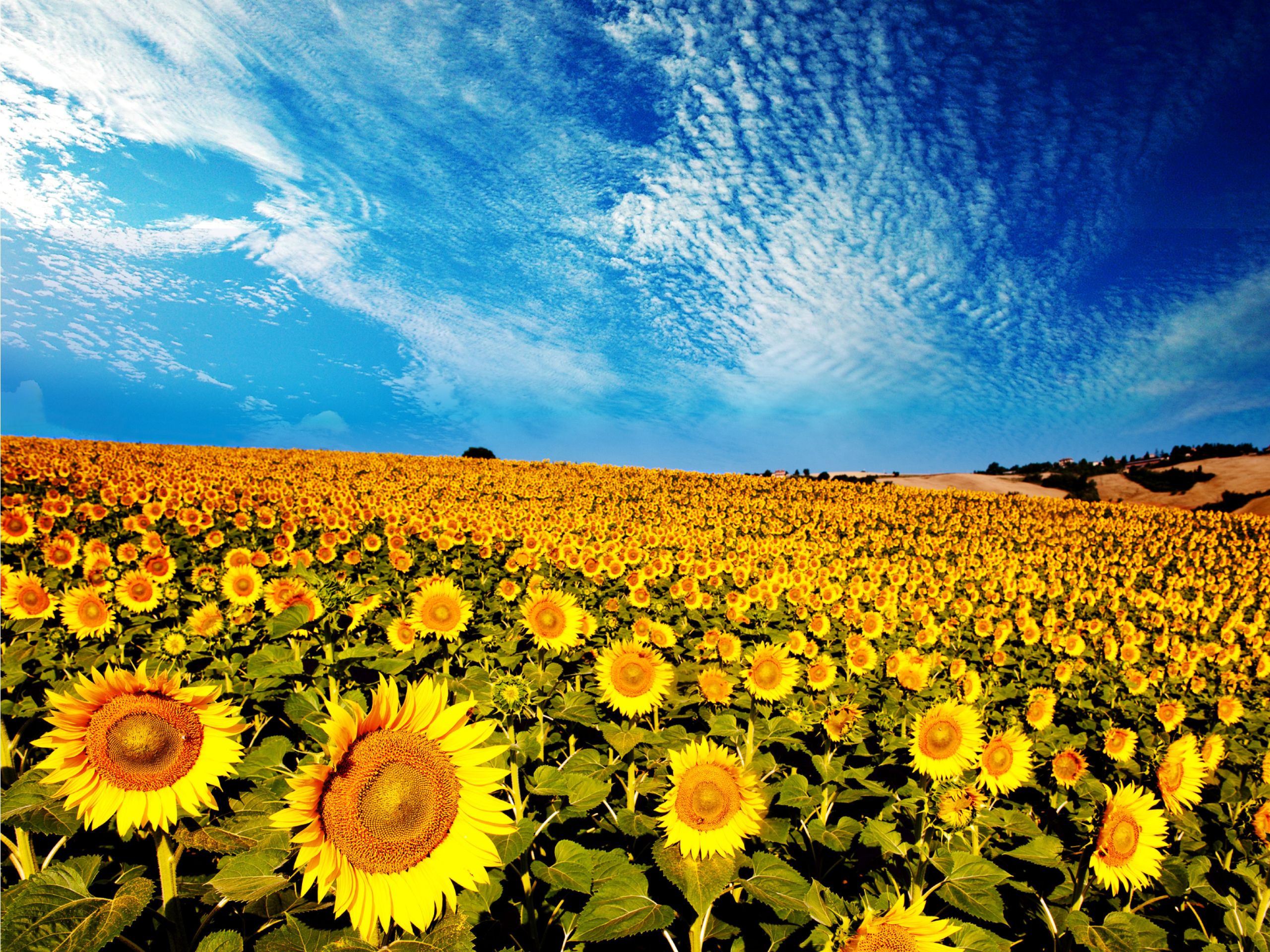 Sunflowers Scenery