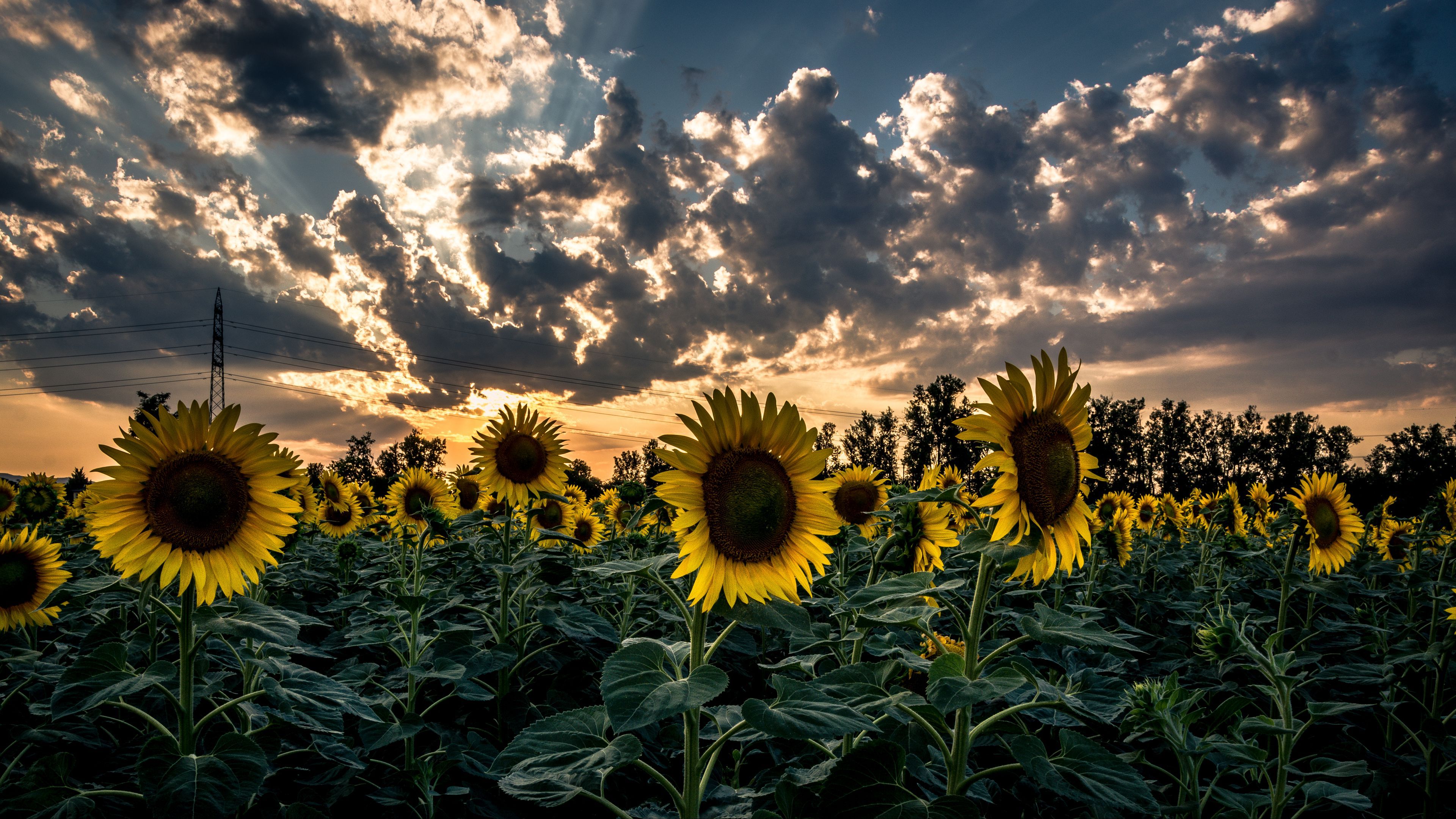 Download wallpaper 3840x2160 sunflower, field, flower, sunset 4k uhd 16:9 HD background