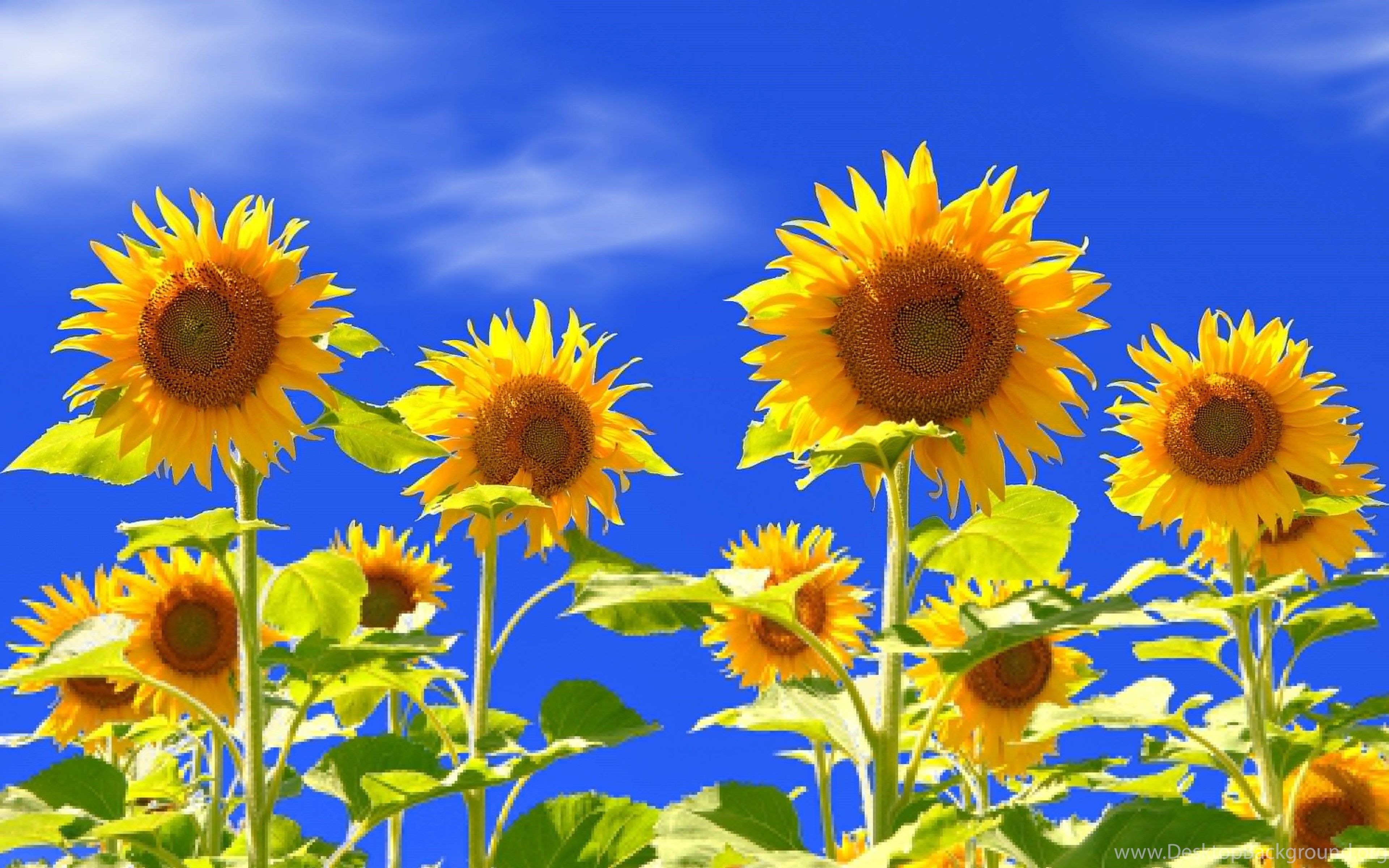 Sunflower Wallpaper Desktop Background