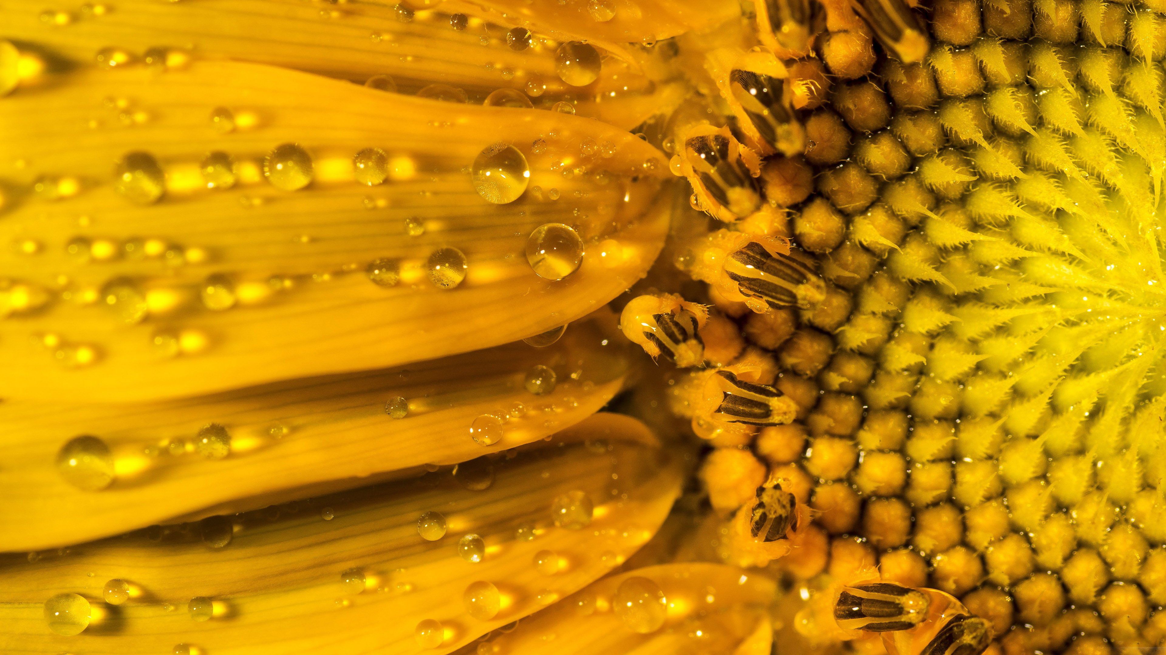 sunflower, Nature, Droplets, Water, Yellow, Petals, Flower, Hdr, Ultrahd, Black, White, Hd, 4k, Wallpaper, 3840x2160 Wallpaper HD / Desktop and Mobile Background