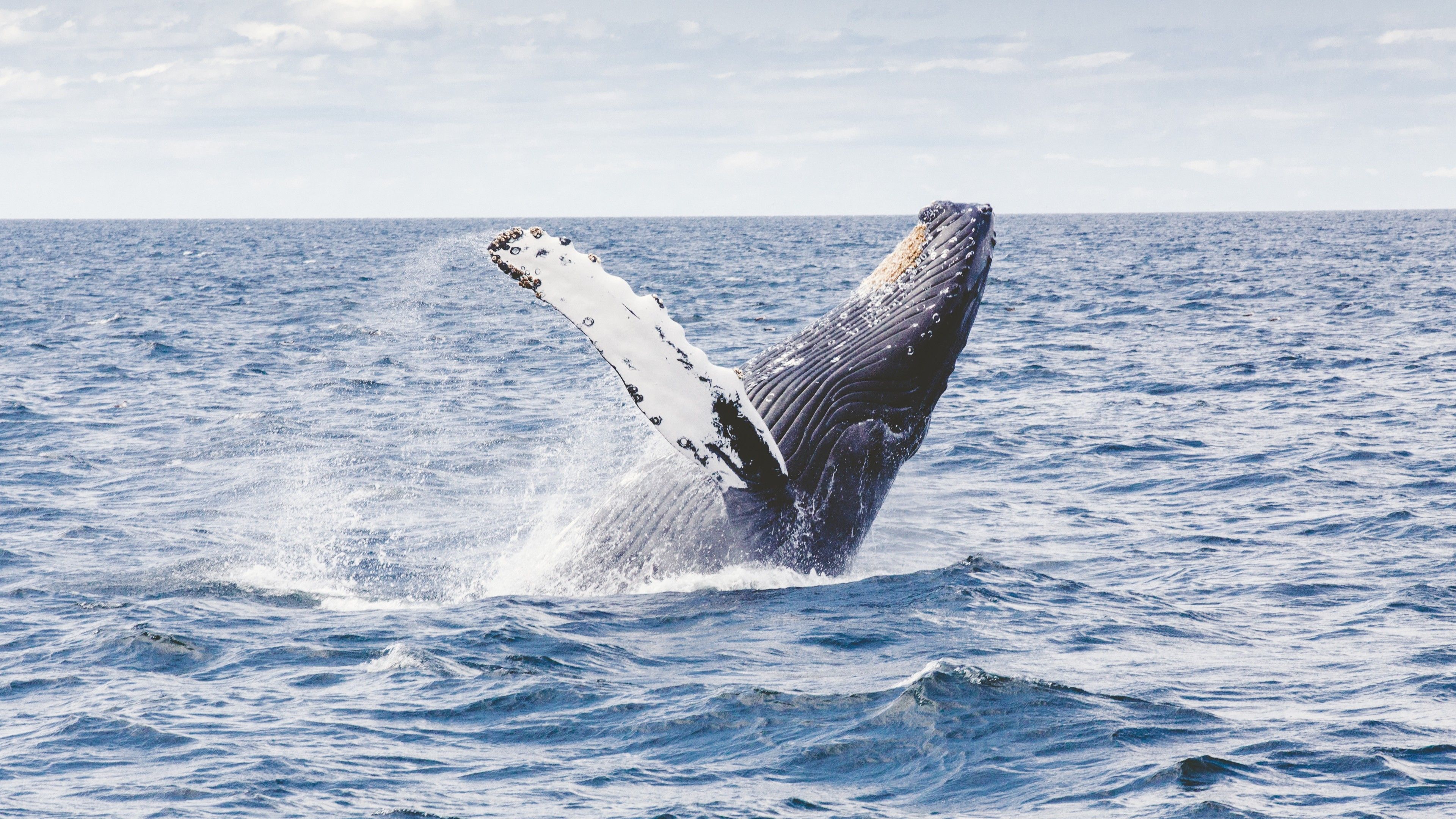 Wallpaper whale, 5k, 4k wallpaper, 8k, ocean, Nature