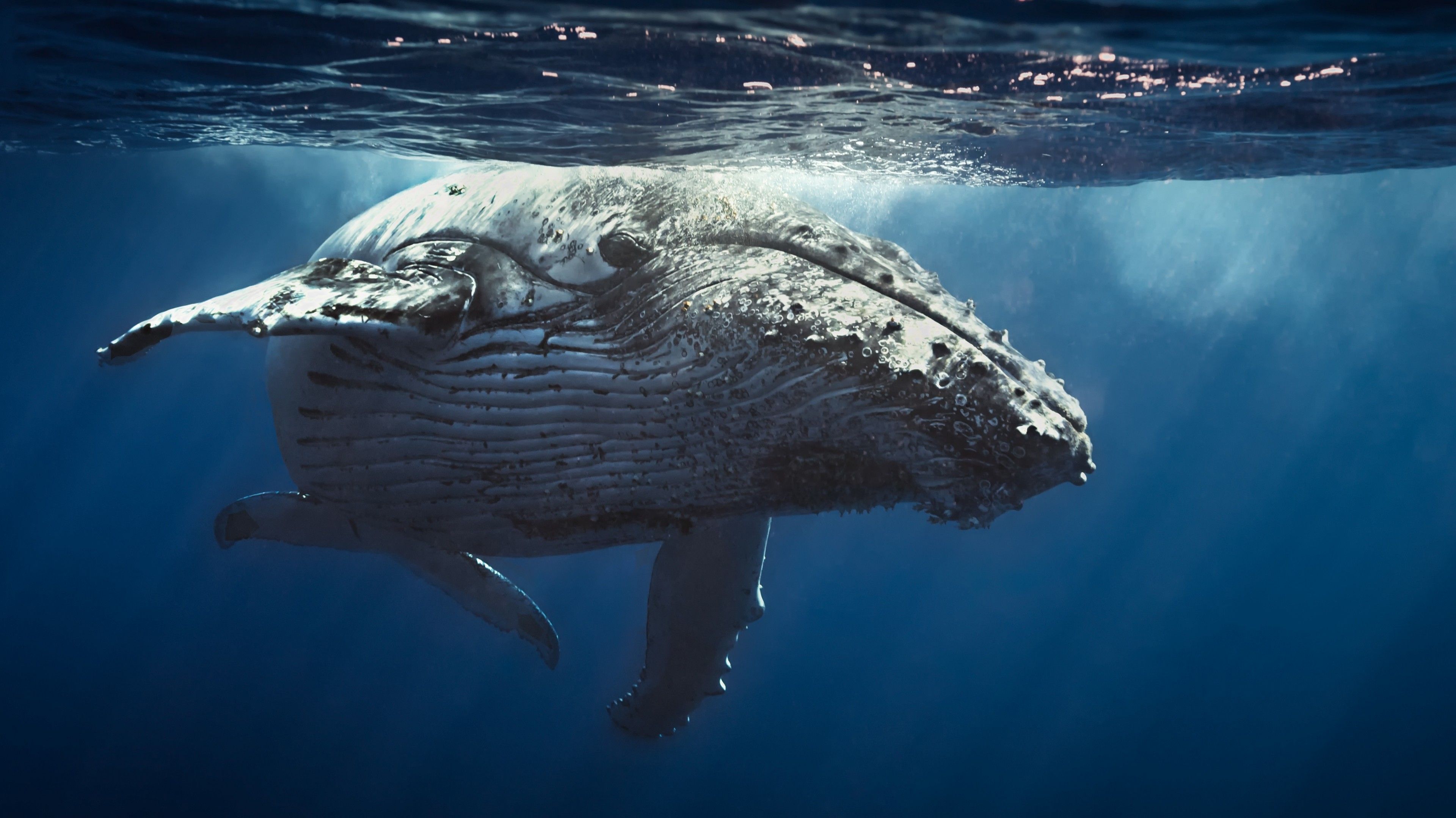 Wallpaper Underwater, Whale, 4K, Animals