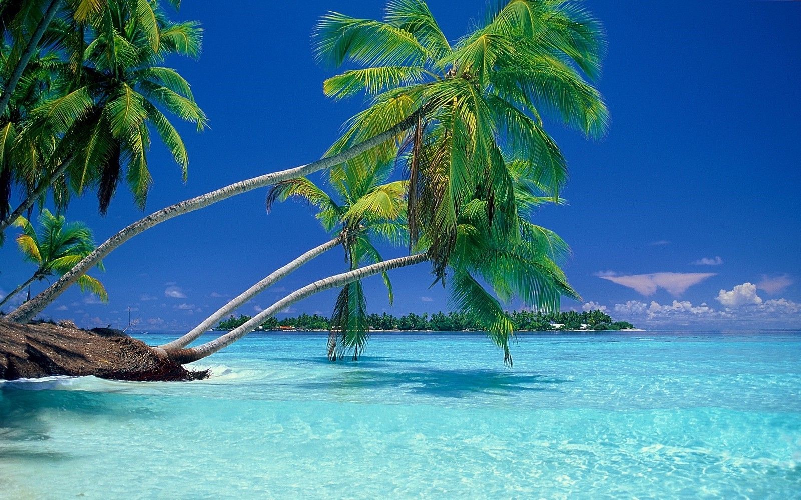 nature landscape beach sea vacations summer palm trees tropical water wallpaper