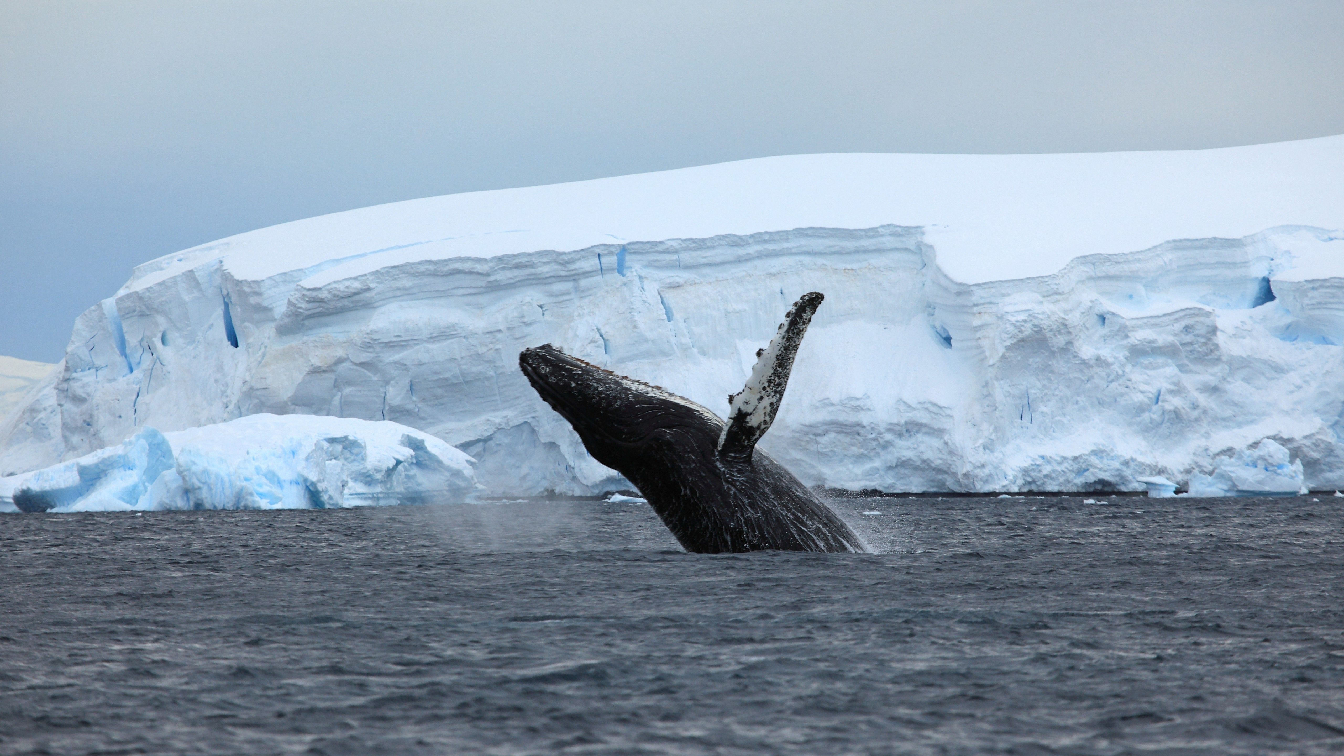 Wallpaper Antarctica, ocean, ice, whale, 4k, Animals