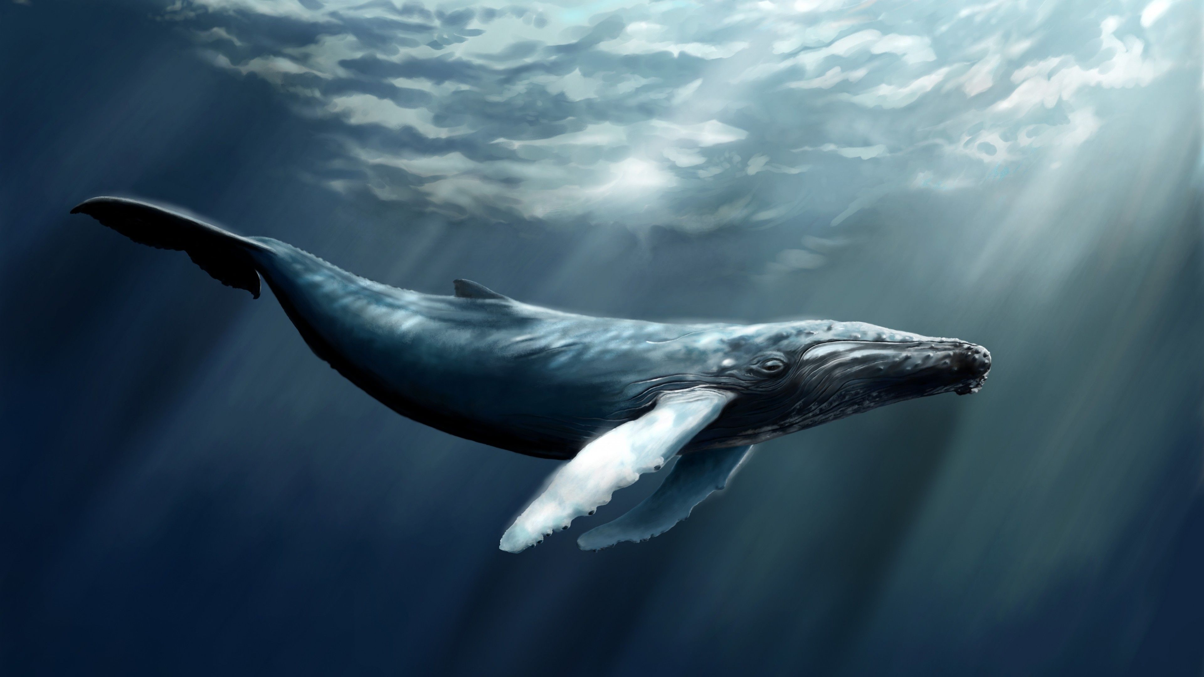 Wallpaper Whale, sea, ocean, water, underwater, diving, art, rays, World's best diving sites, Animals