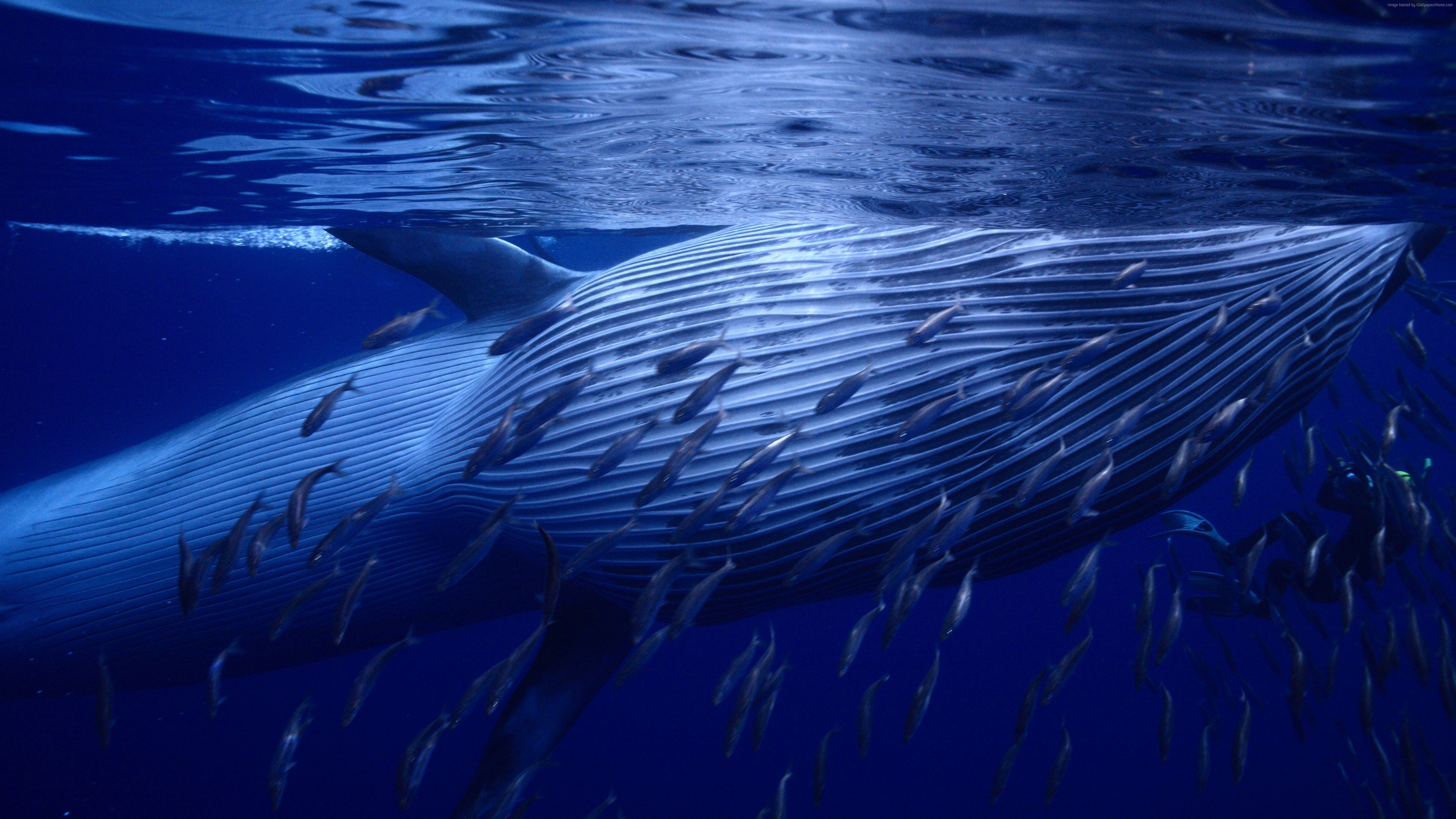 Whale Underwater Best Diveng Places 5k k #aquaticecosystem #aquaticlife #Best #Diveng #Nature #oceananimals #Photography. Bryde's whale, Whale, Save the whales