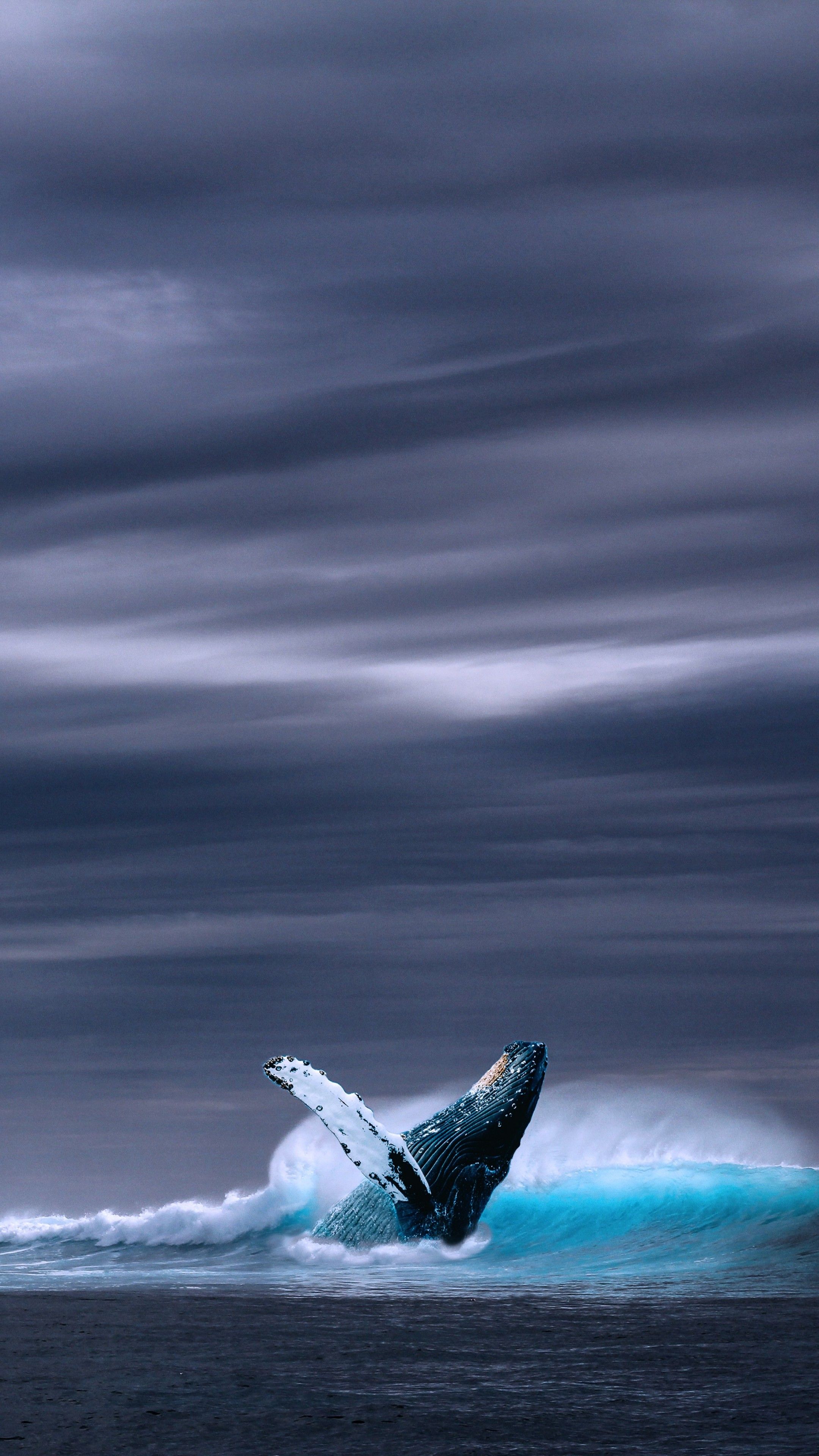 Wallpaper whale, ocean, sky, 5k, Nature