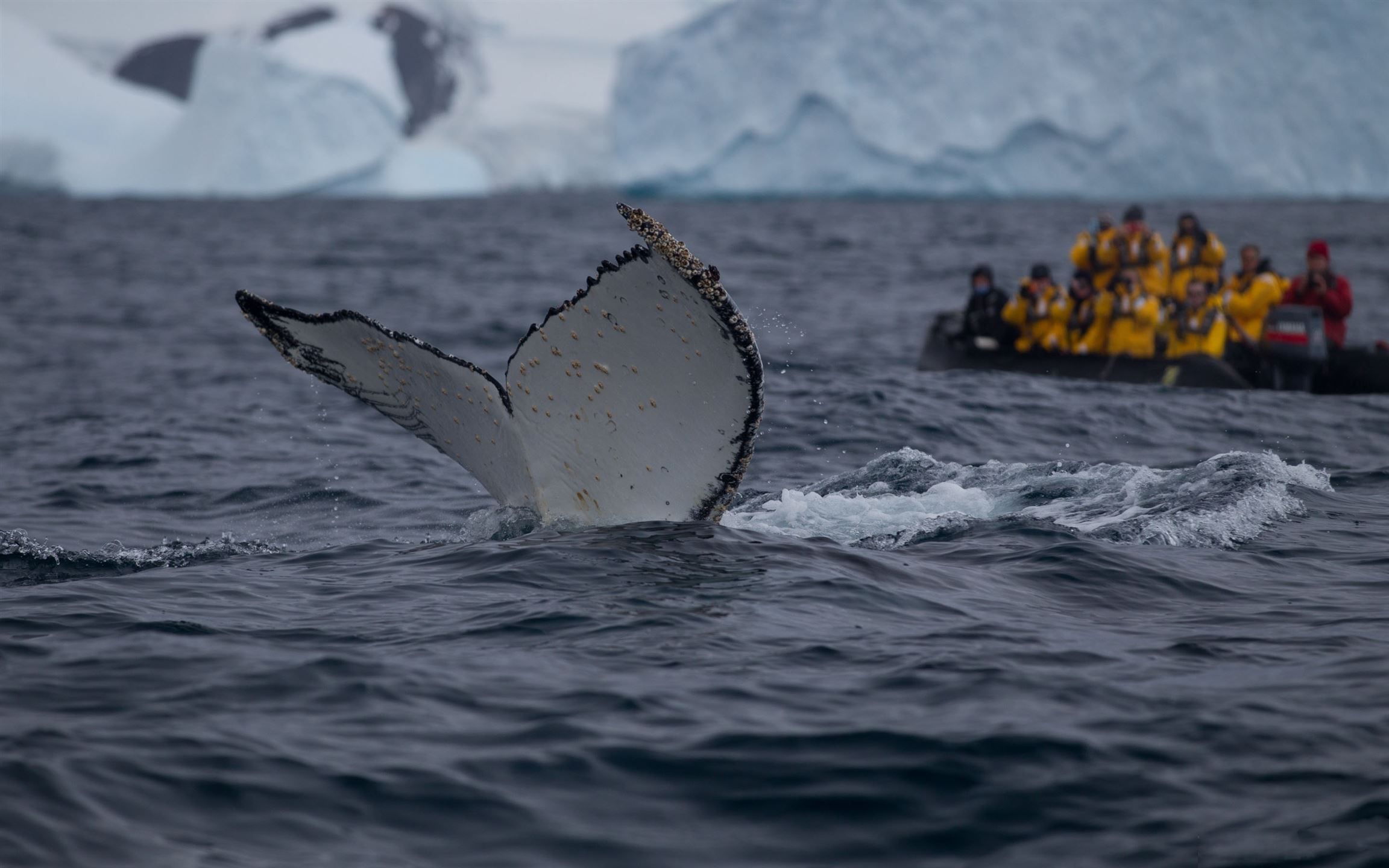 Humpback Whale Tail Slaps Mac Wallpaper Download