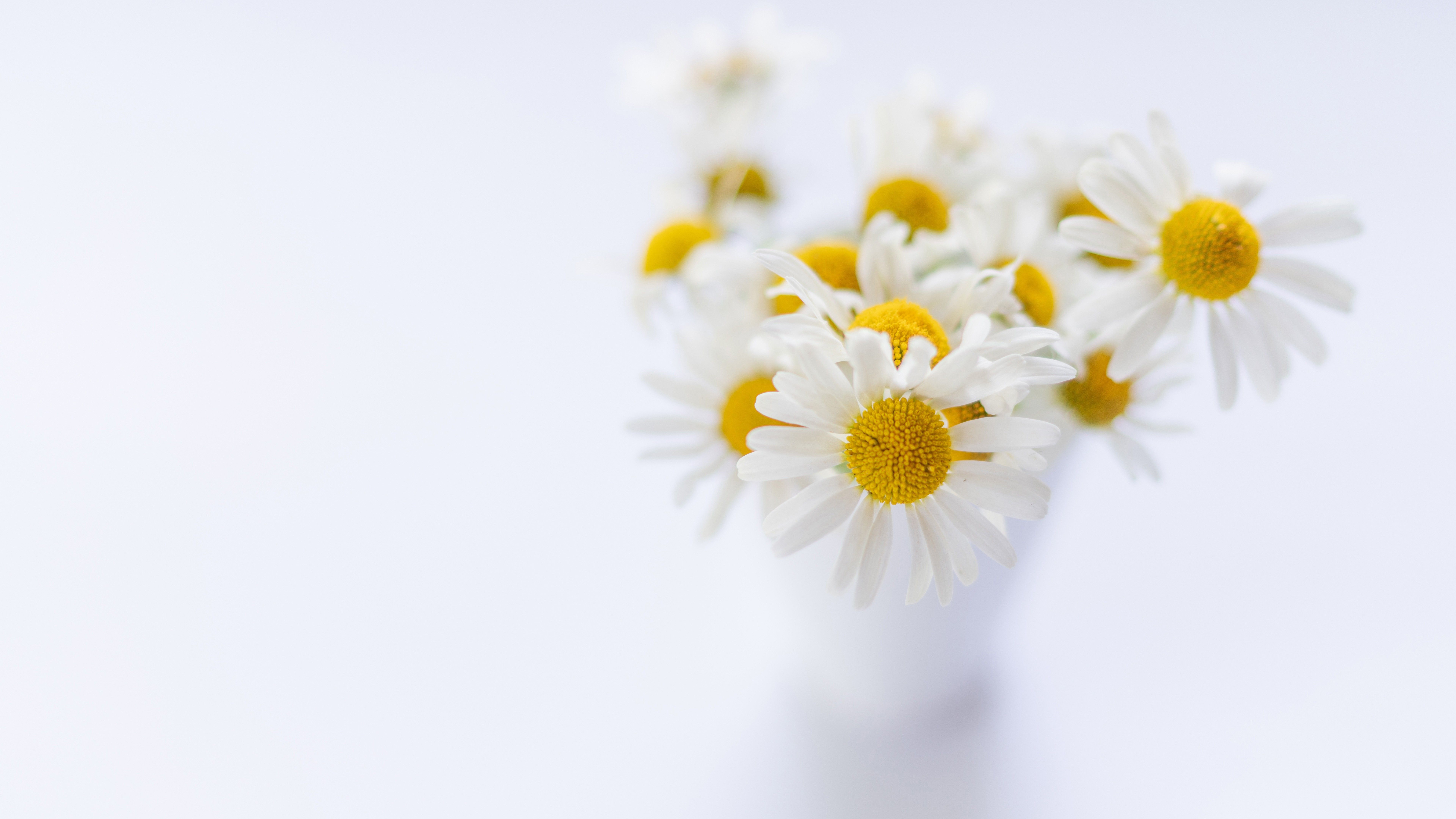White Flower 4K 8K HD Wallpaper