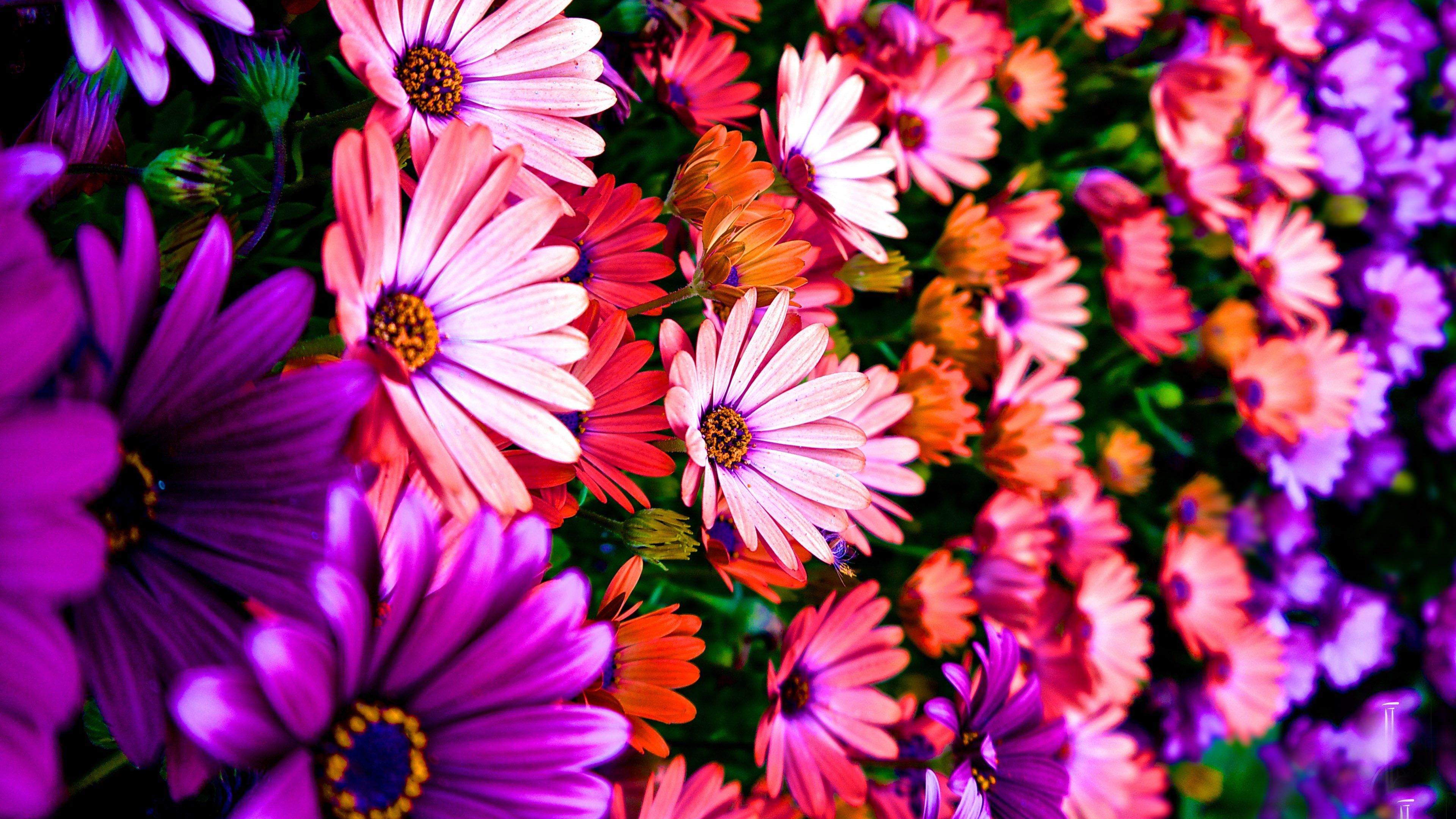 daisies, Flowers, Colorful, Pretty, Spring, Garden, Plenty, Hdr, Ultrahd, Black, White, Hd, 4k, Wallpaper, 3840x2160 Wallpaper HD / Desktop and Mobile Background