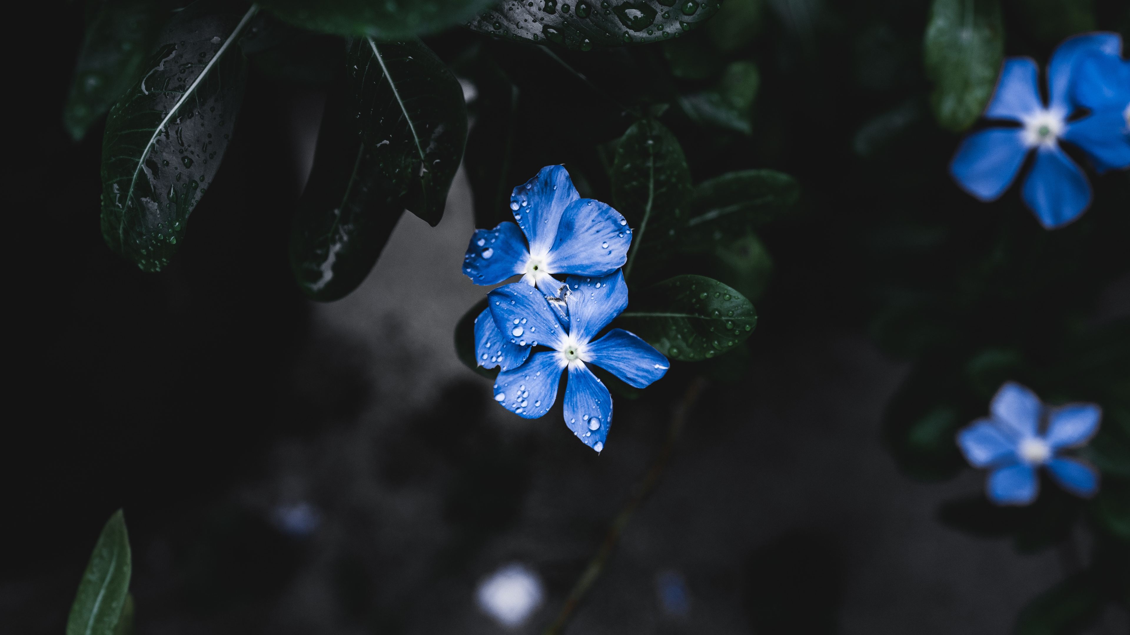 Wallpaper 4k Blue Plant Flower Wallpaper