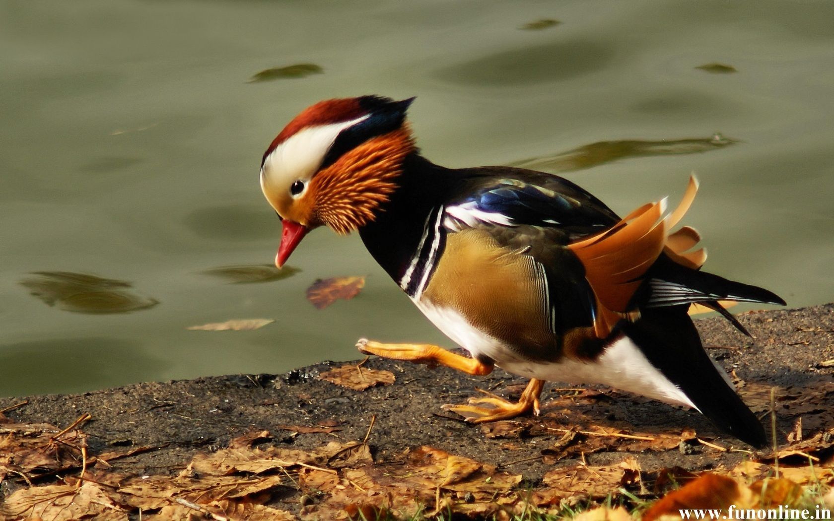 Duck Wallpaper, Download Free Mandarin and Mallard Ducks Wallpaper