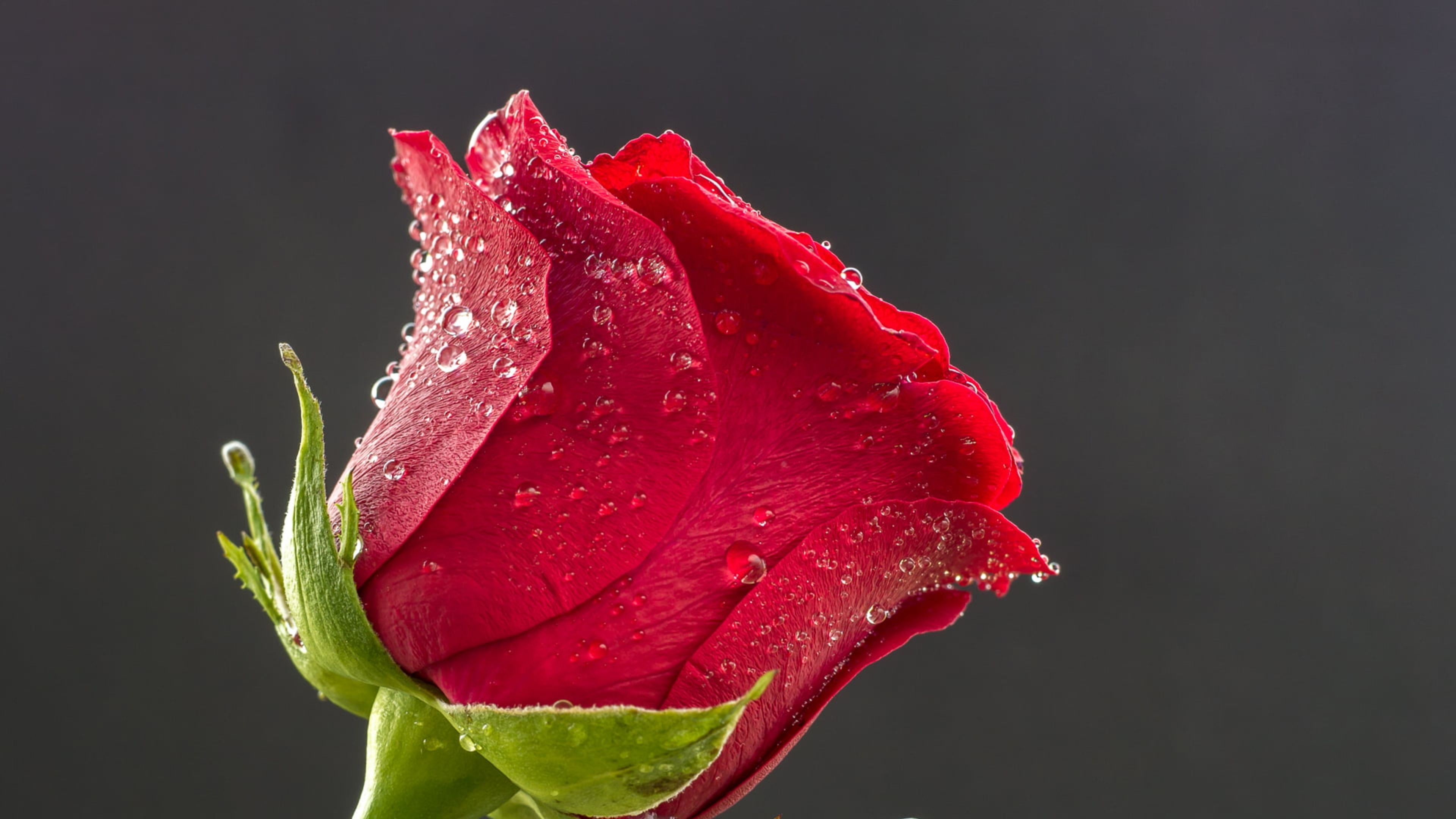 3 Red rose HD Wallpapers & Backgrounds