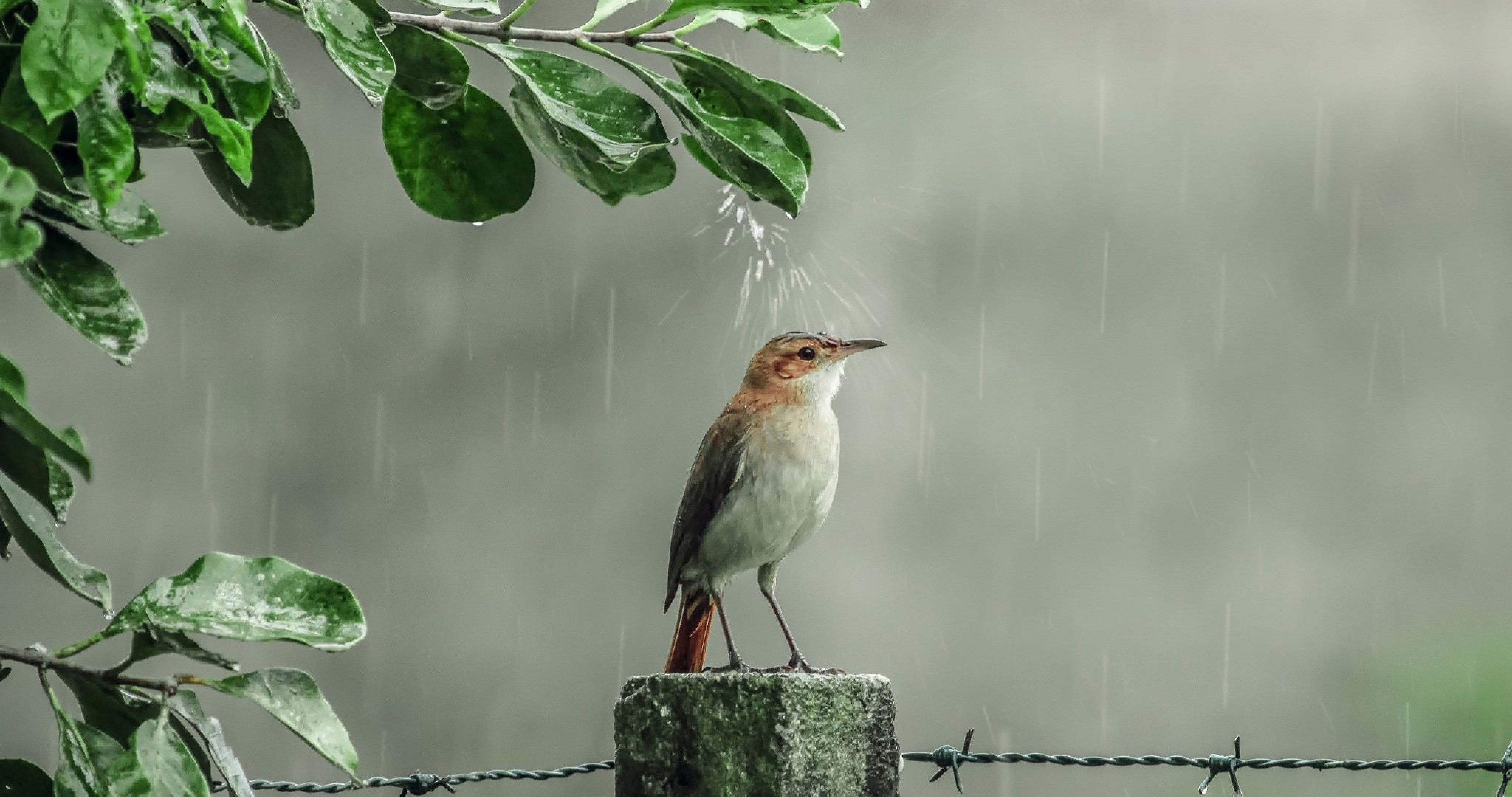 bird on rain 4k ultra HD wallpaper. Rain wallpaper, Wallpaper picture, Beautiful birds