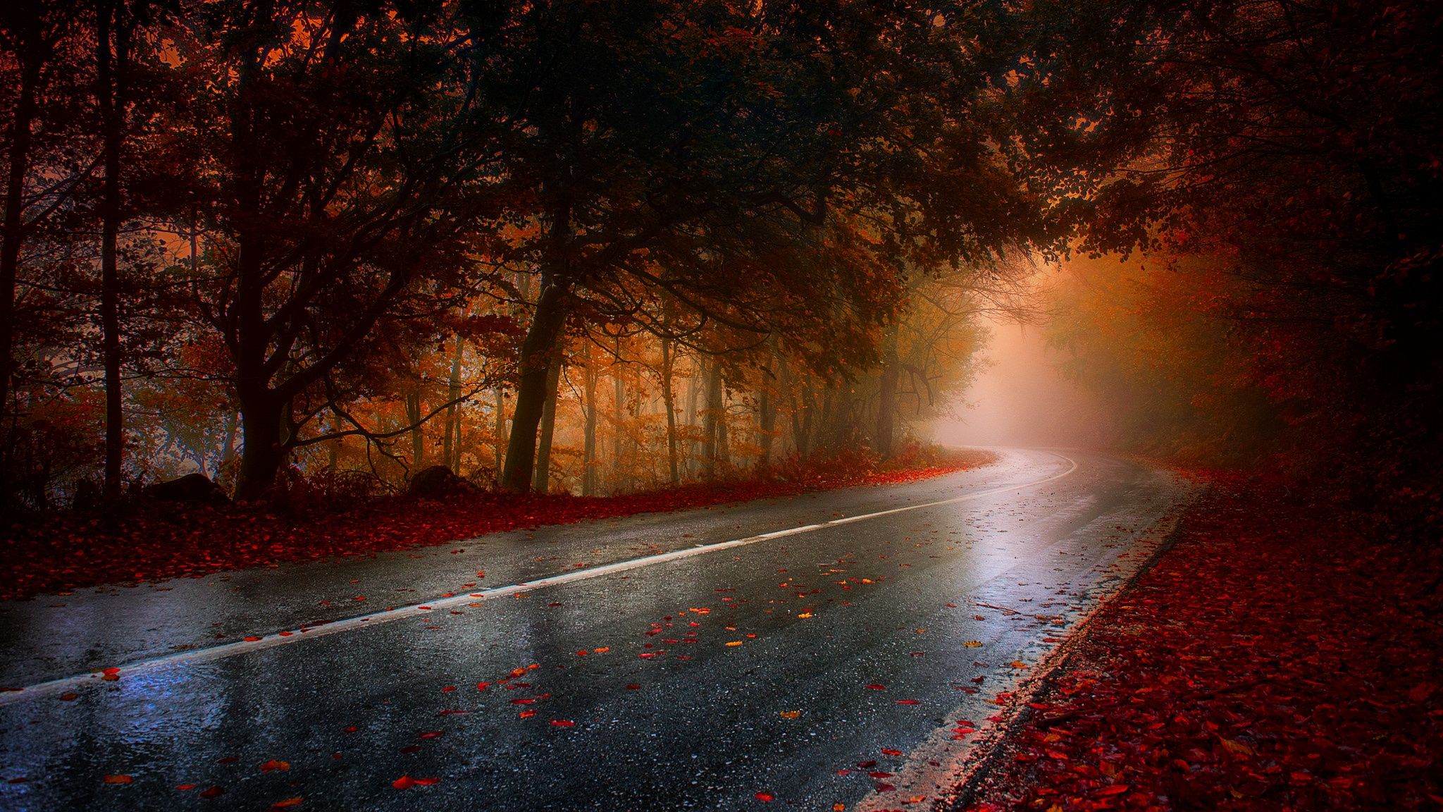 Wet Rainy Road Leaf Fallen Hd, HD Nature, 4k Wallpaper, Image, Background, Photo and Picture