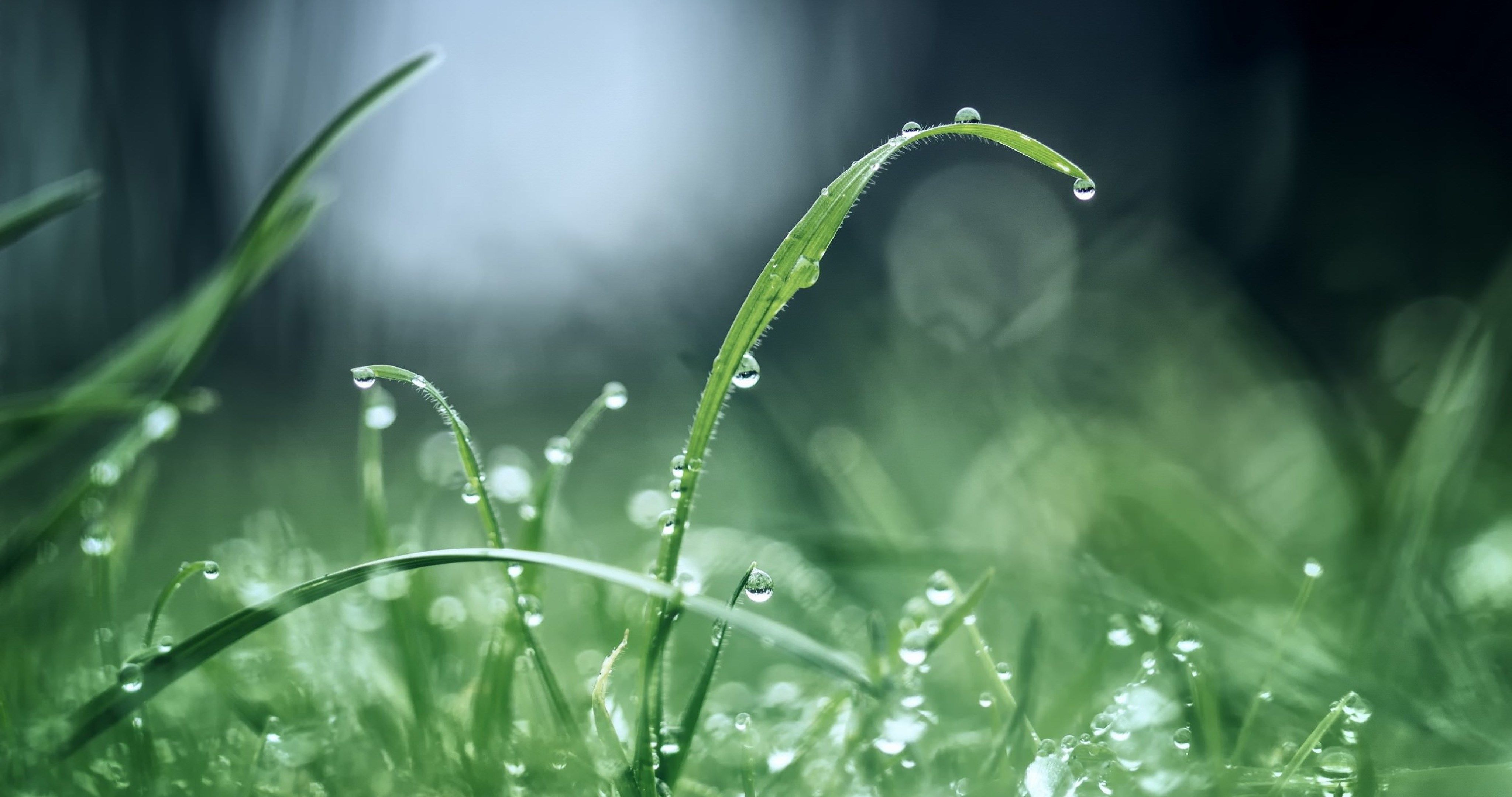 Rain, flowers, grass, green, nature, HD phone wallpaper | Peakpx
