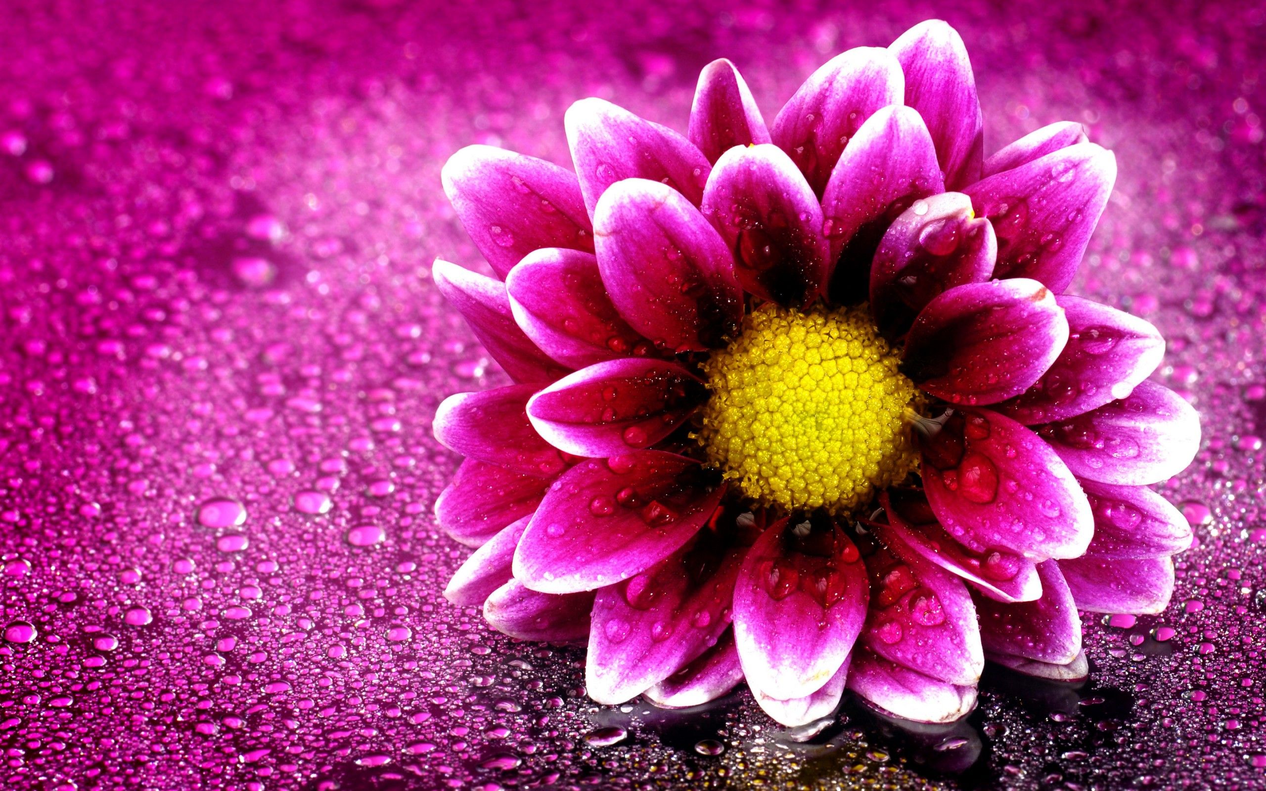 Pink Flower 4K Wallpaper