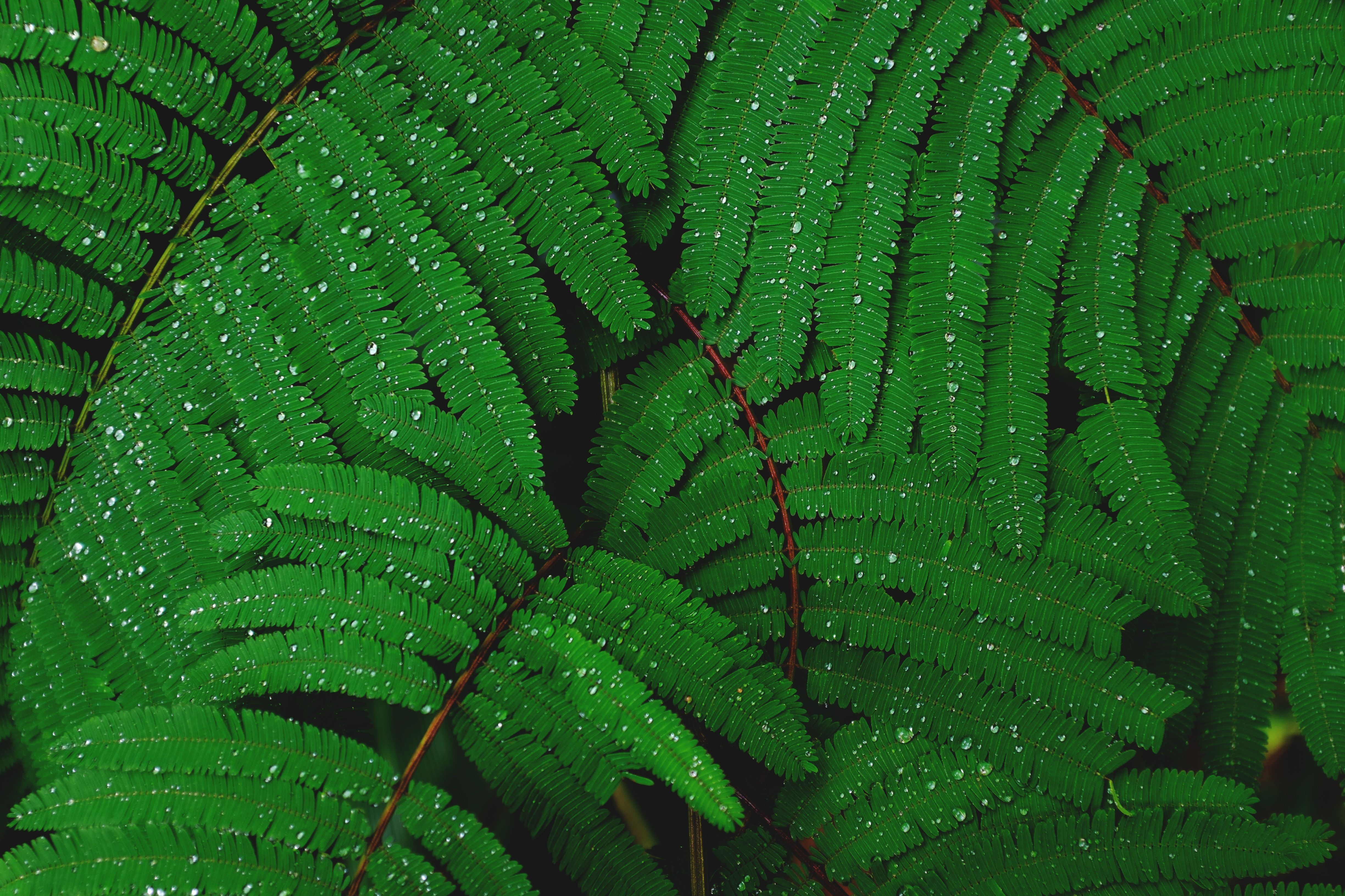 drops, rain, nature, leaves, hd, 4k, 5k. Mocah HD Wallpaper
