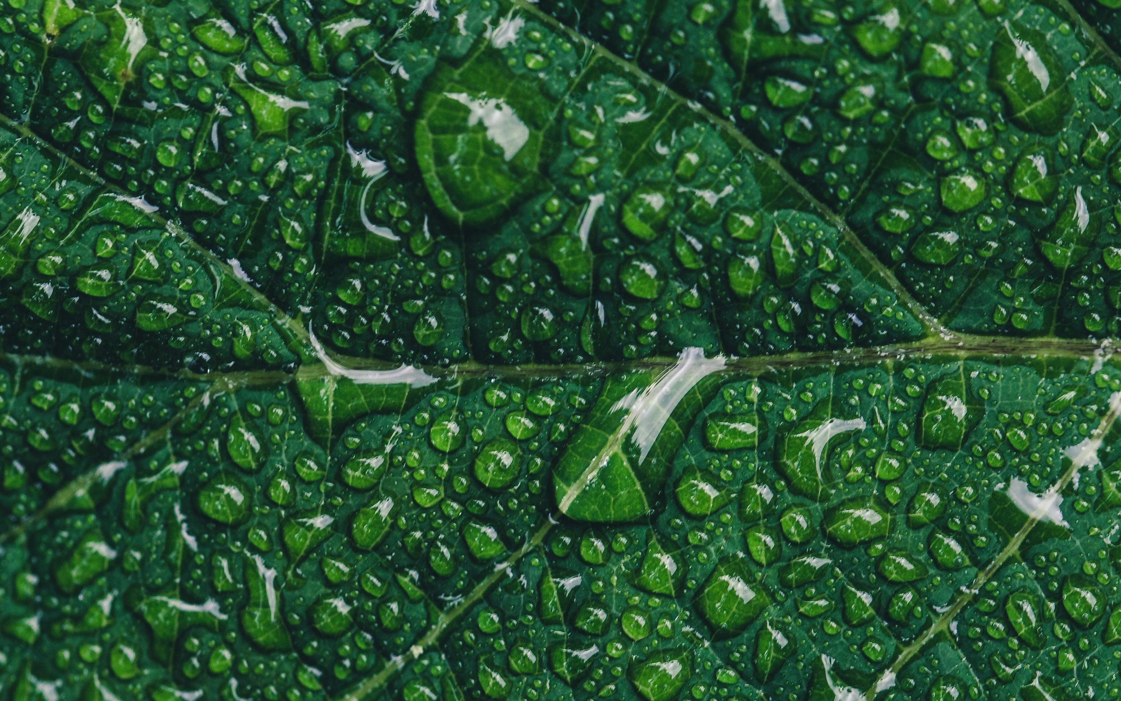 Green Leaf Rain Nature Tree Wallpaper