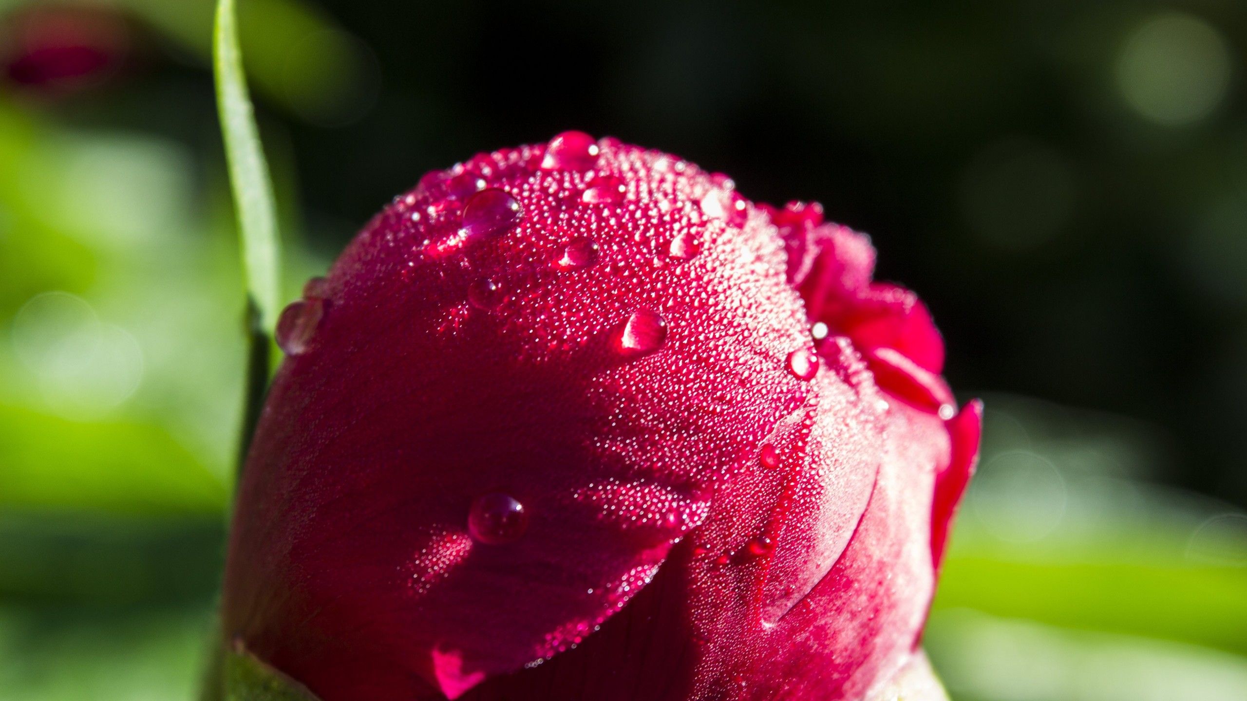 Free download Ultra HD Wallpaper flower 4K flower uhd wallpaper Ultra [2560x1440] for your Desktop, Mobile & Tablet. Explore Flower UHD Wallpaper. Flower UHD Wallpaper, UHD Wallpaper, UHD Wallpaper