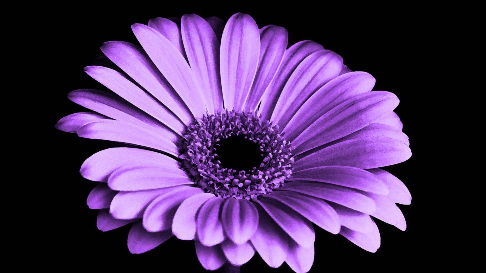 Desktop Wallpaper Violet Daisy, Flower, 4k, HD Image, Picture, Background, 03cede