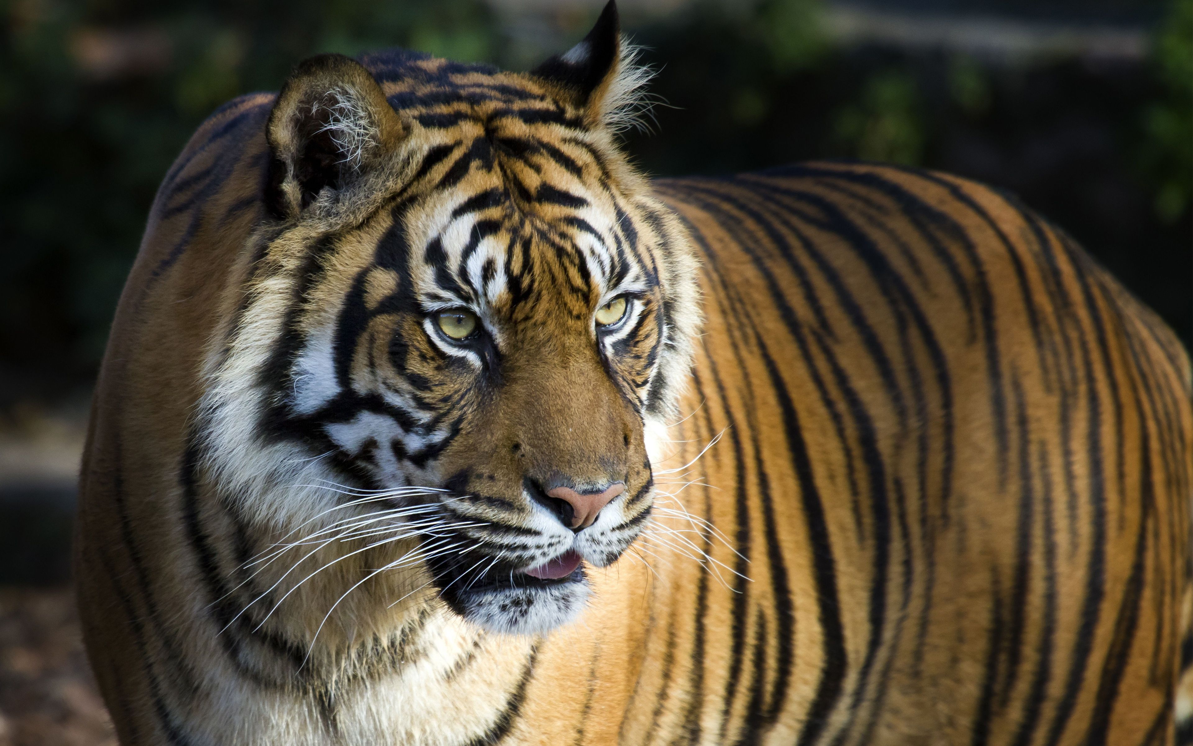Bengal Tiger 4K 8K Wallpaper in jpg format for free download