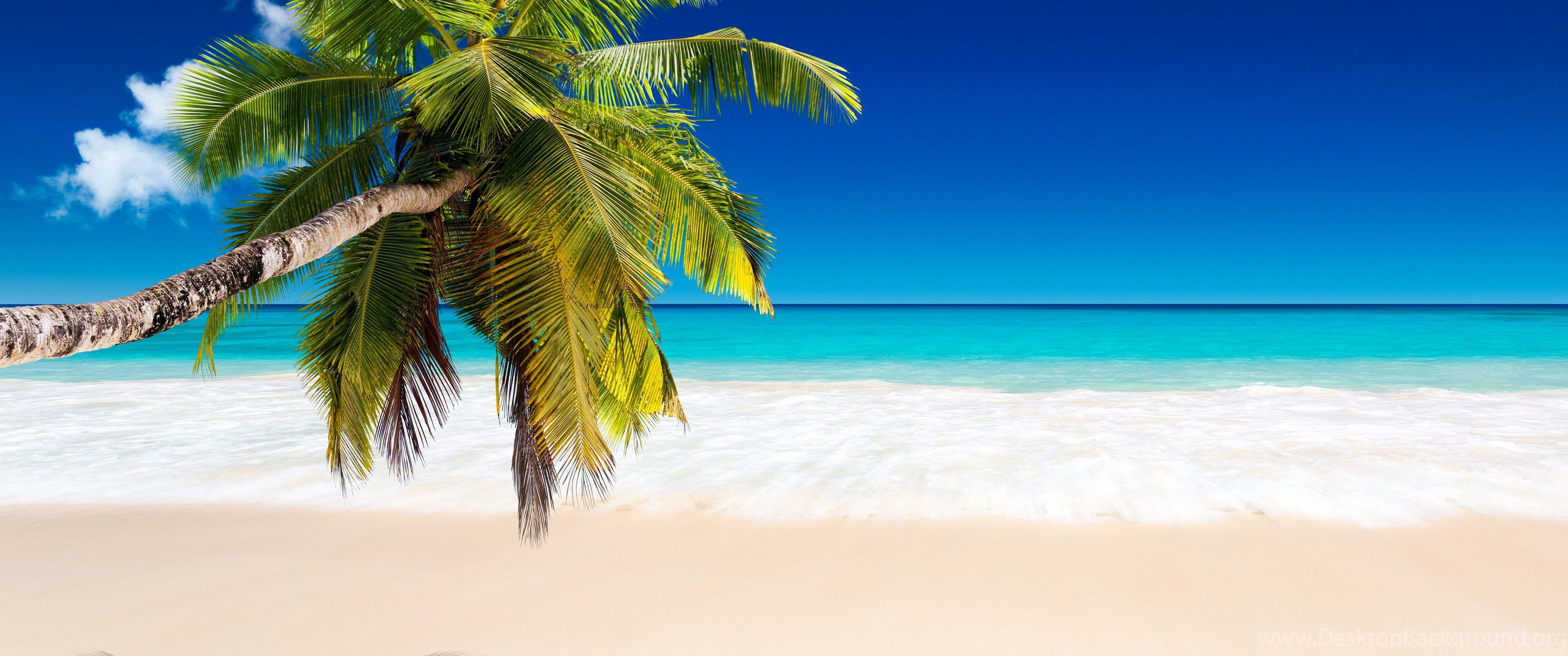 Tropical_paradise_sea_palm_beach_sunshine_hd wallpaper Desktop Background