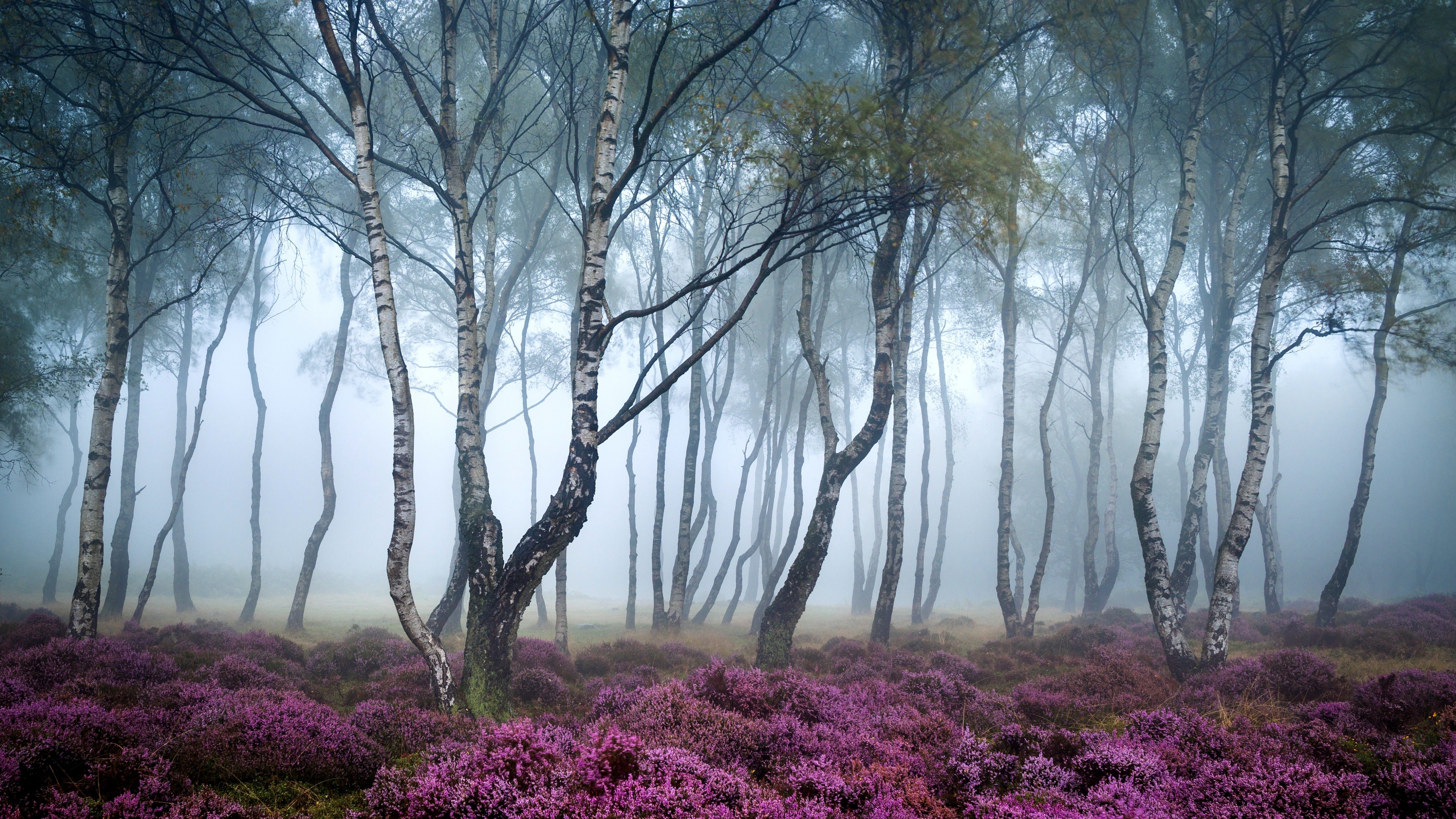Wallpaper Stanton Moor, 5k, 4k wallpaper, 8k, Peak District, UK, Forest, wildflowers, fog, Nature