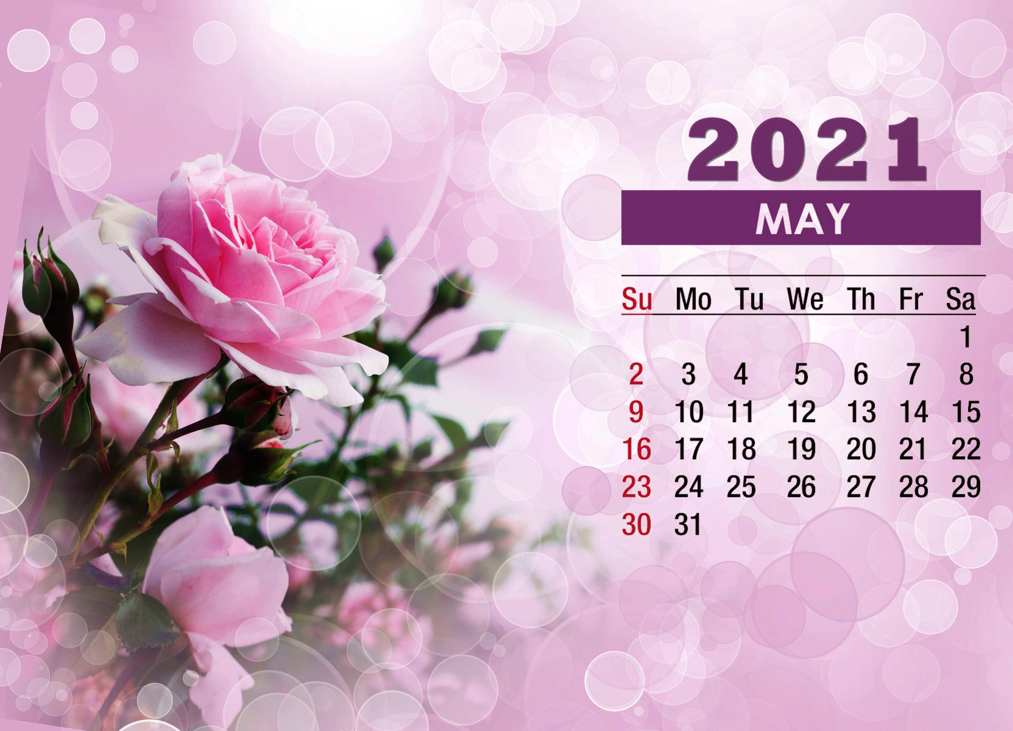 May 2021 Calendar Pink Rose Wallpaper 72310