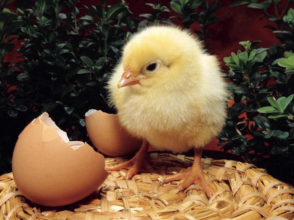 Beautiful Chicken. Beautiful chickens, Cute easter bunny, Animals