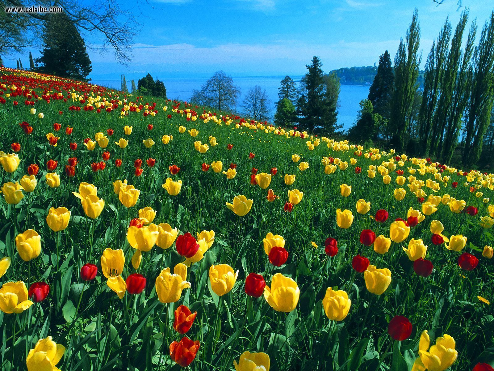 Nature: Field Of Tulips Island Of Mainau Germany, picture nr. 16259