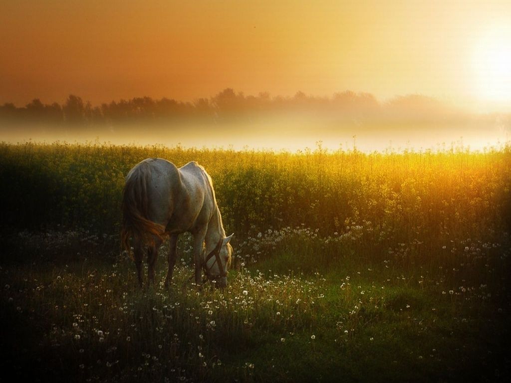 Sunset Meadow & White Horse wallpaper. Horses, Horse wallpaper, Sunset landscape