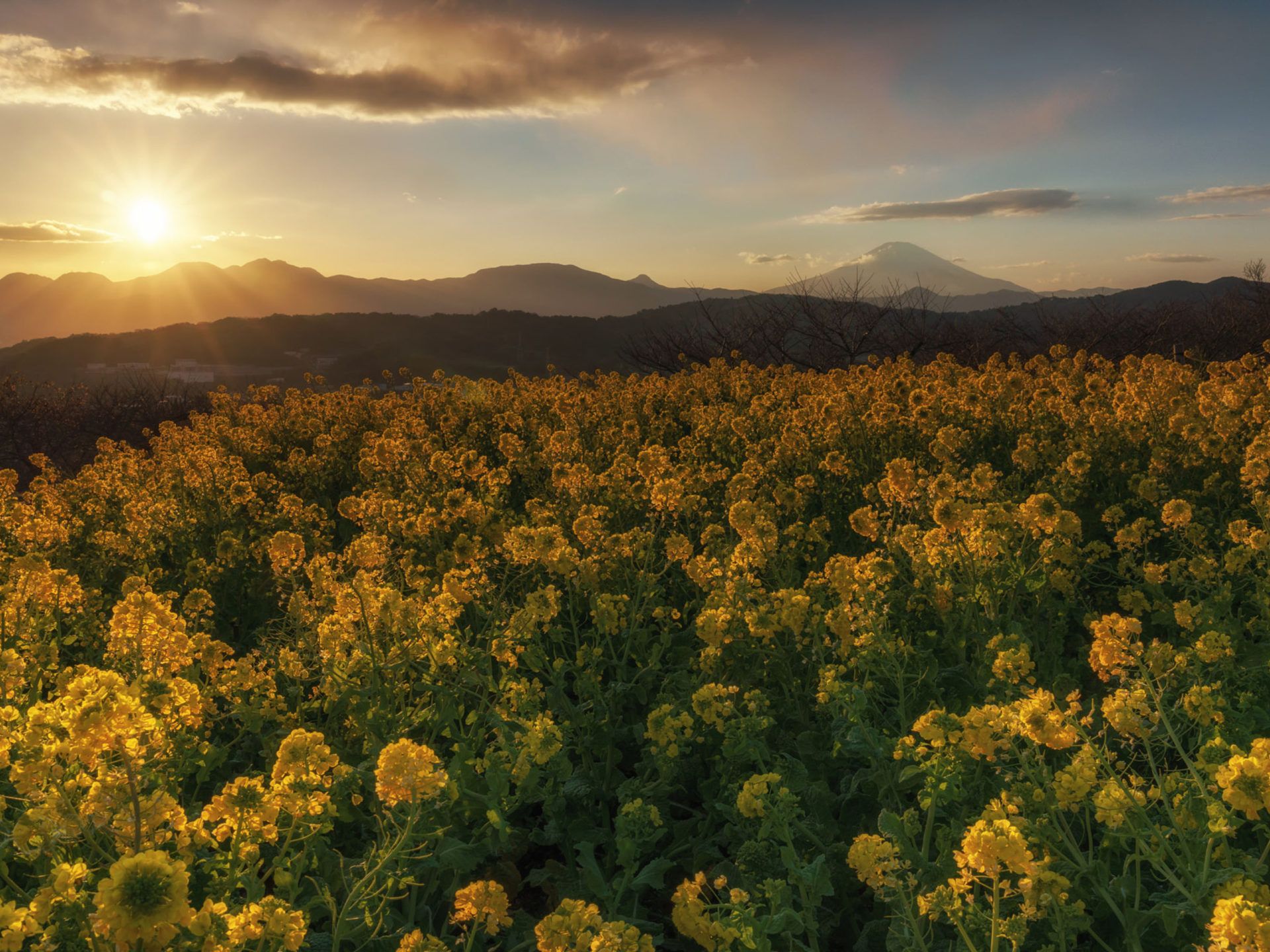 Sunset Meadow Wallpapers - Wallpaper Cave