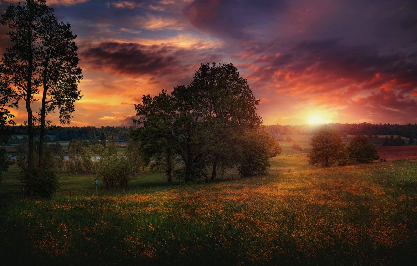 Wallpaper trees, sunset, flowers, Switzerland, meadow image for desktop, section пейзажи