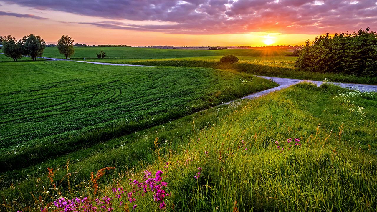 image Nature Meadow Fields sunrise and sunset Grass
