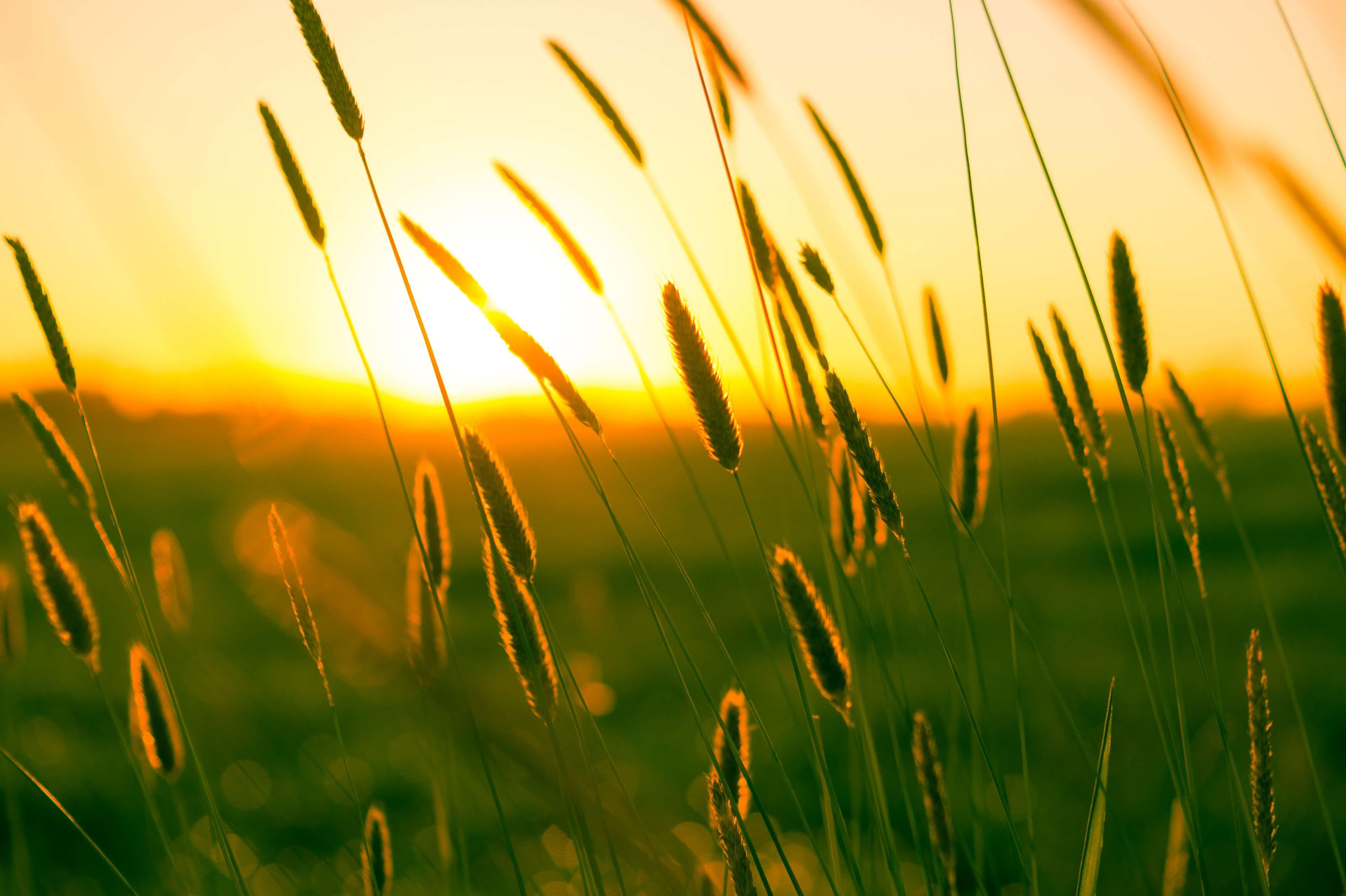 field #meadow #summer #sun #sunrise #sunset #warmth. Positivity notes, Life, Photo