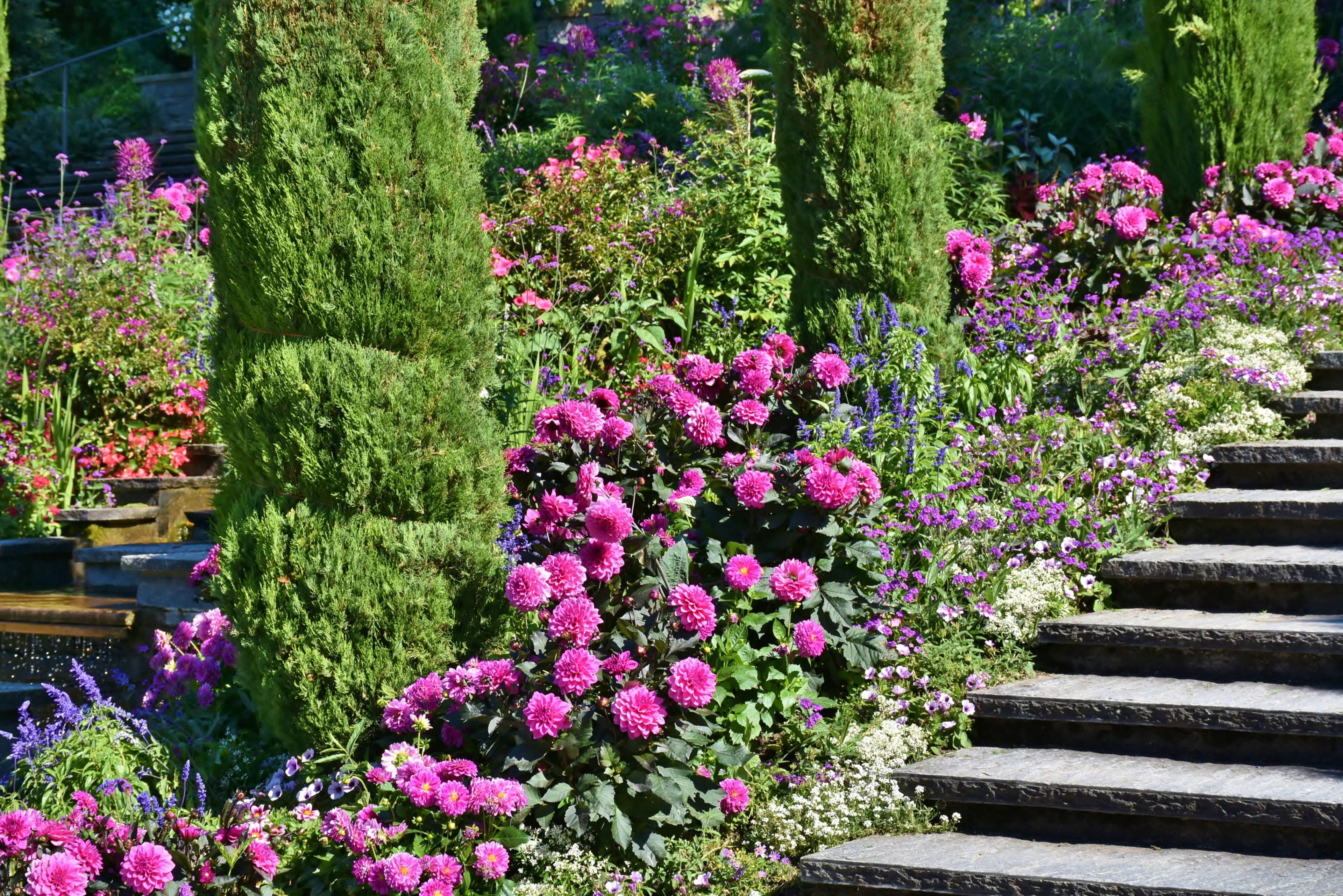 dahlias, flowers, island, lake, lake constance, mainau, panorama, park, pink, places of interest, plant, planted, purple, stairs, summer, tourism, view, water, water feature 4k wallpaper