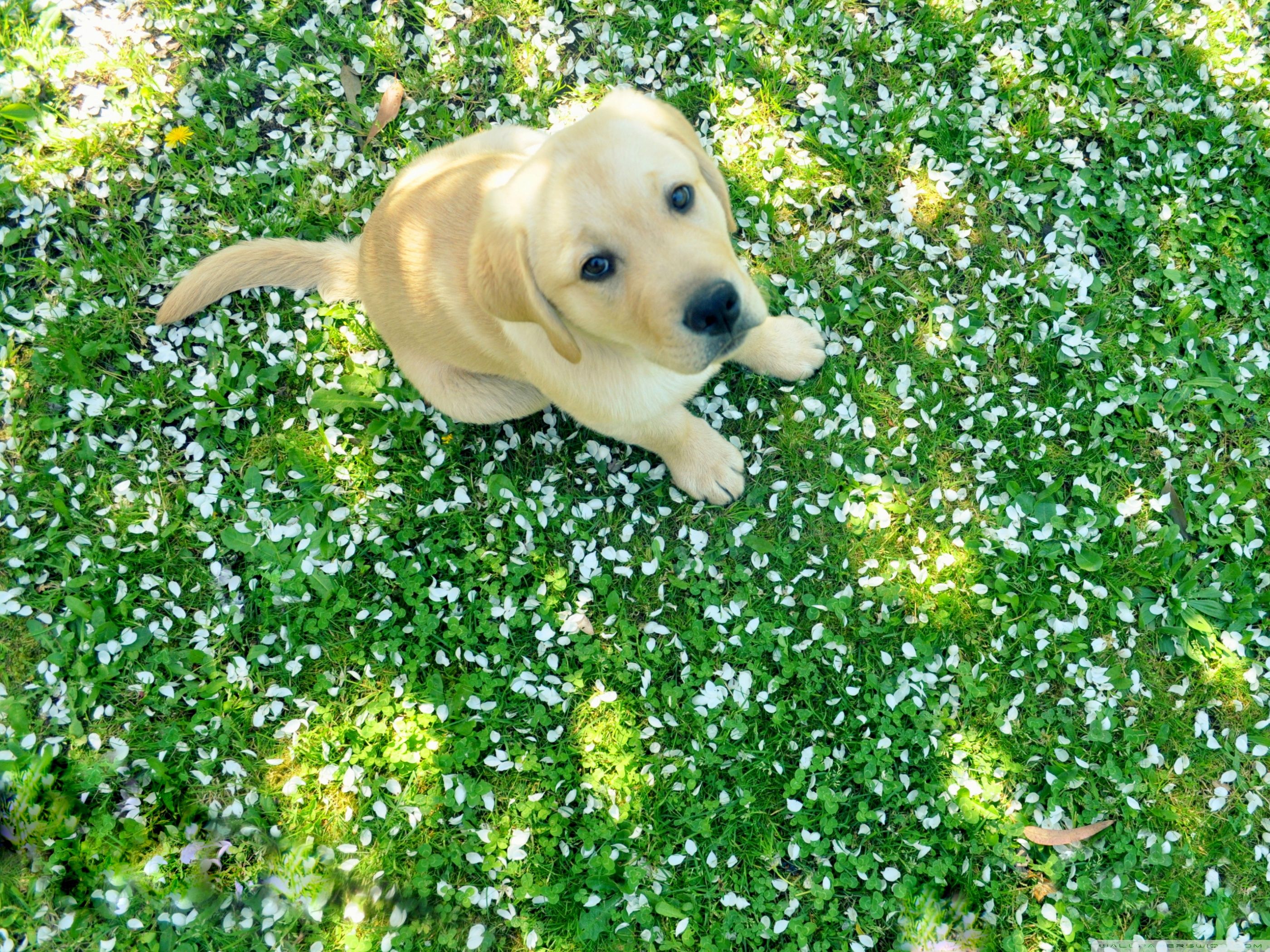 Funny Spring Dog Wallpaper Dog Background