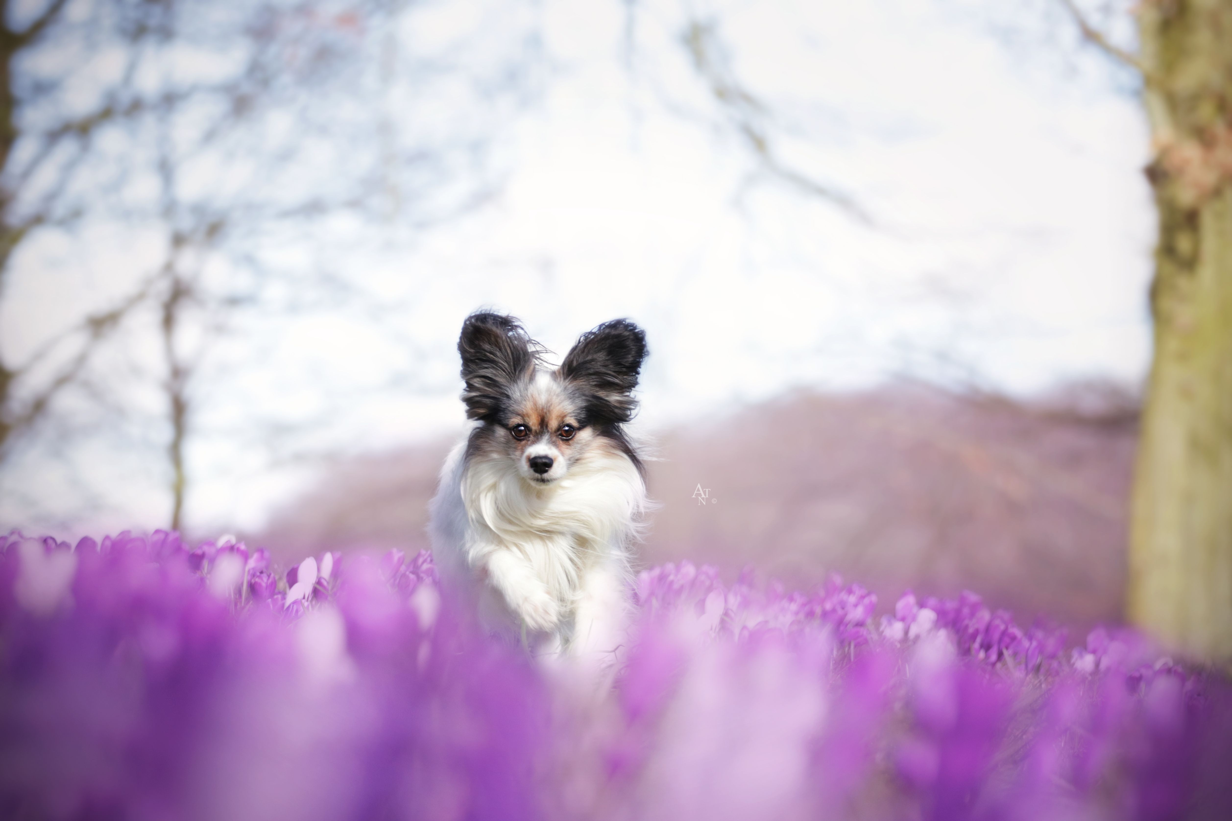 Wallpaper, spring, purple, pink, white, beautiful, beauty, flowers, flower, dog, dogs, pet, Pets, animal, animals, papillon, Canon, canon7dm cute, colors, adorable, adventure, lovely, light, love 5030x3353