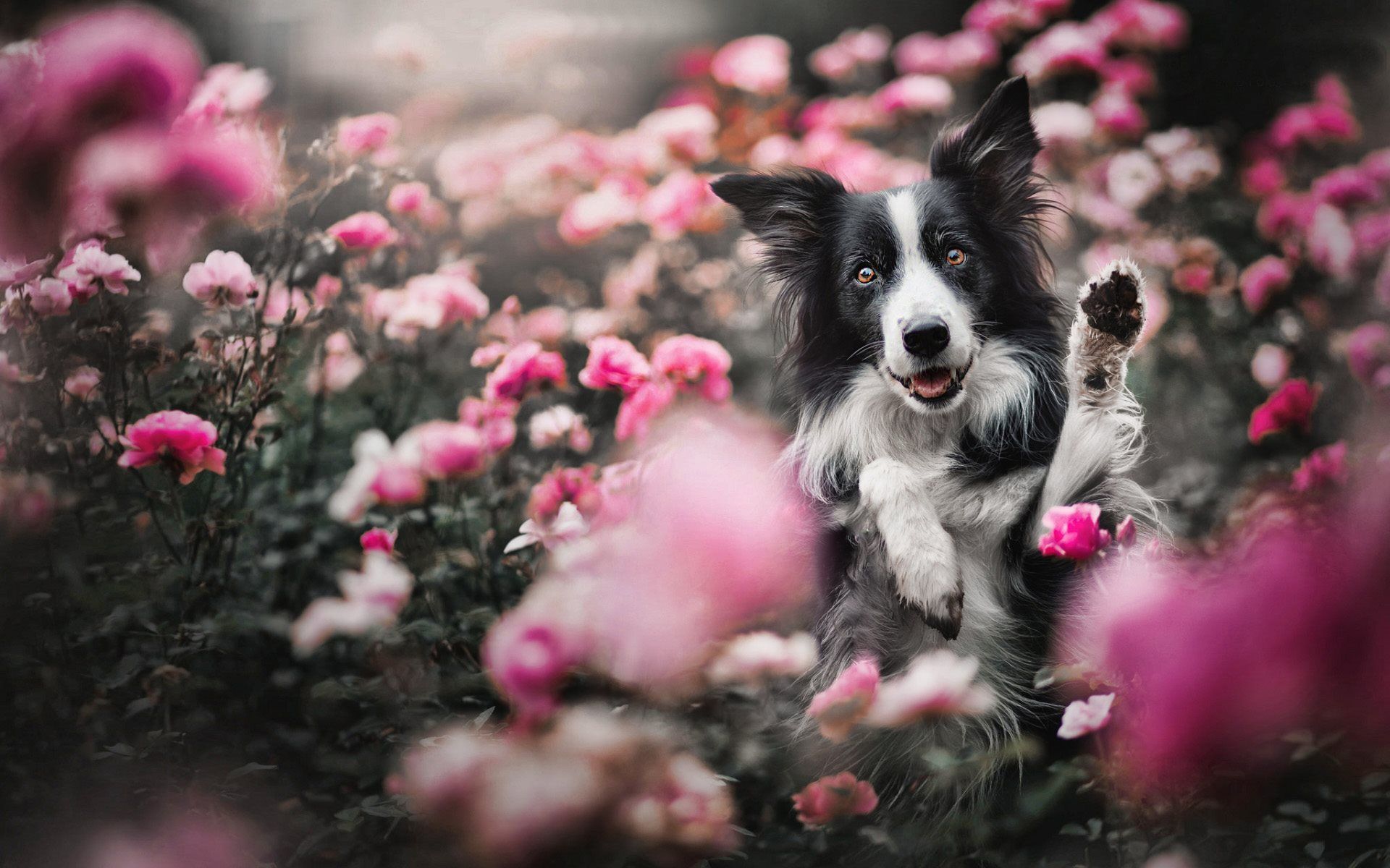 Download wallpaper Border Collie in flower, bokeh, cute animals, black dog in flower, pets, spring, black border collie, dogs, Border Collie Dog for desktop with resolution 1920x1200. High Quality HD picture wallpaper