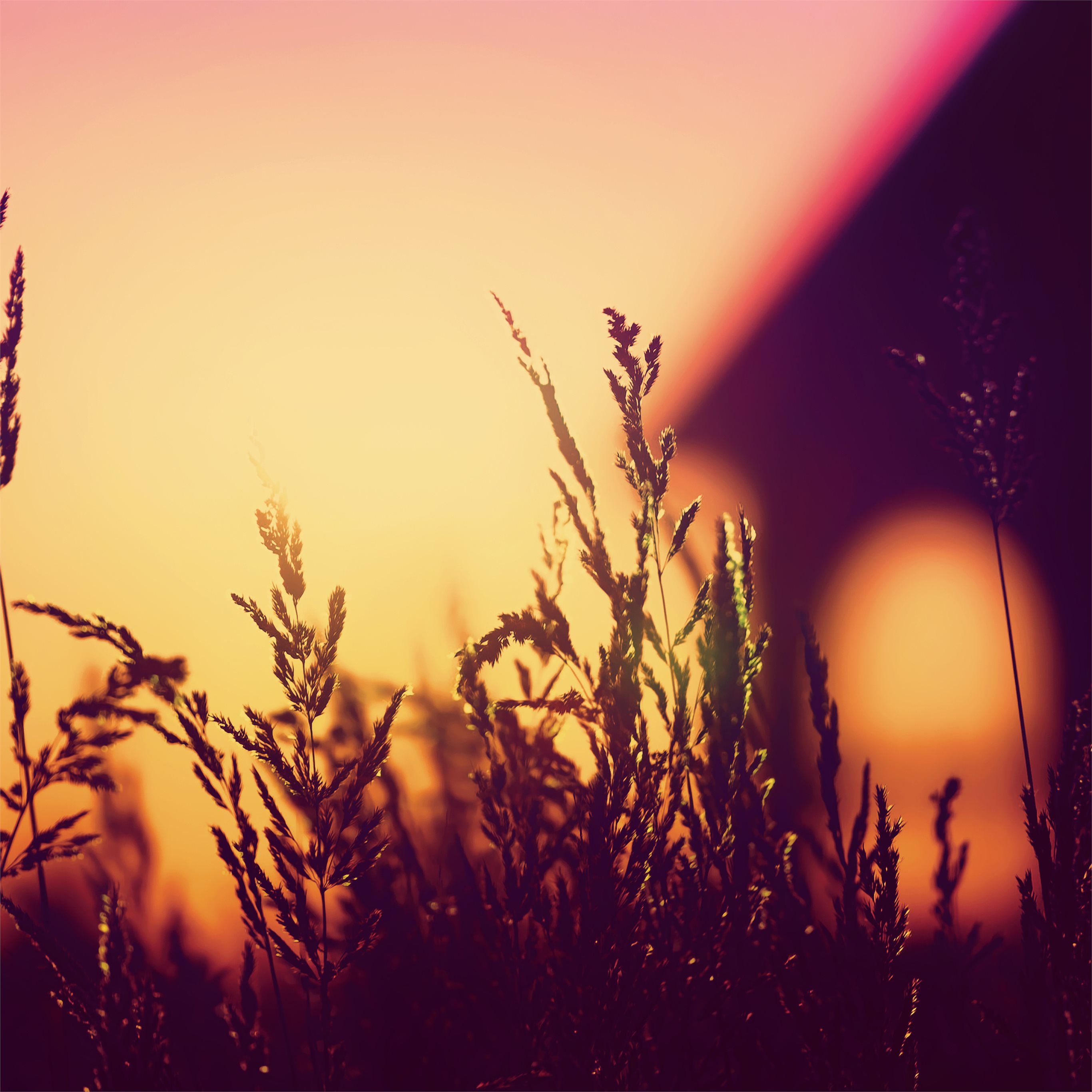 plants blurred silhouette sunset 4k iPad Air Wallpaper Free Download