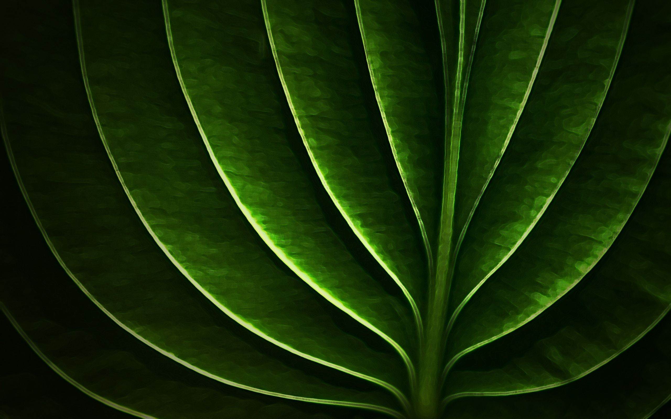 Neon leaf wallpaper and image, picture, photo