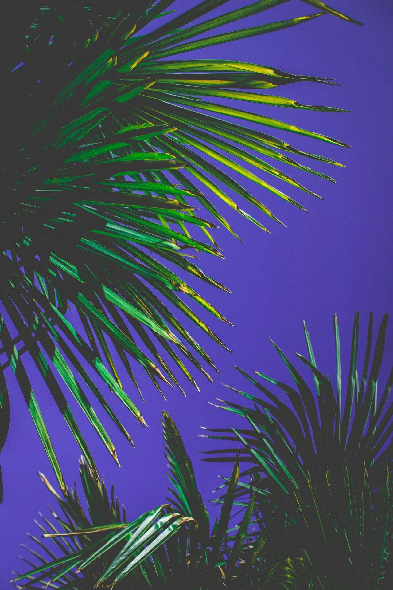 Neon Palm Leaves Background