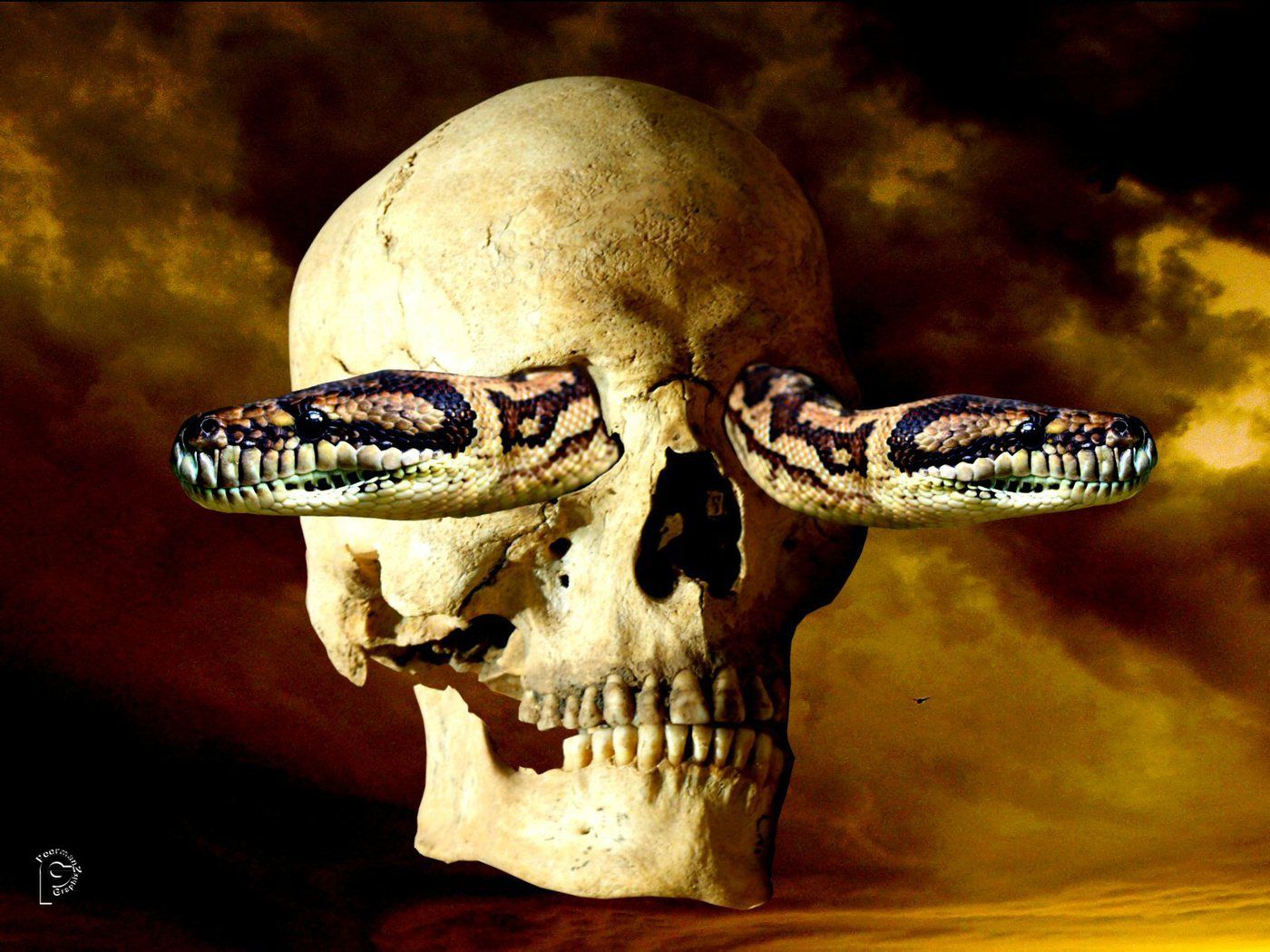 skull and snake wallpaper