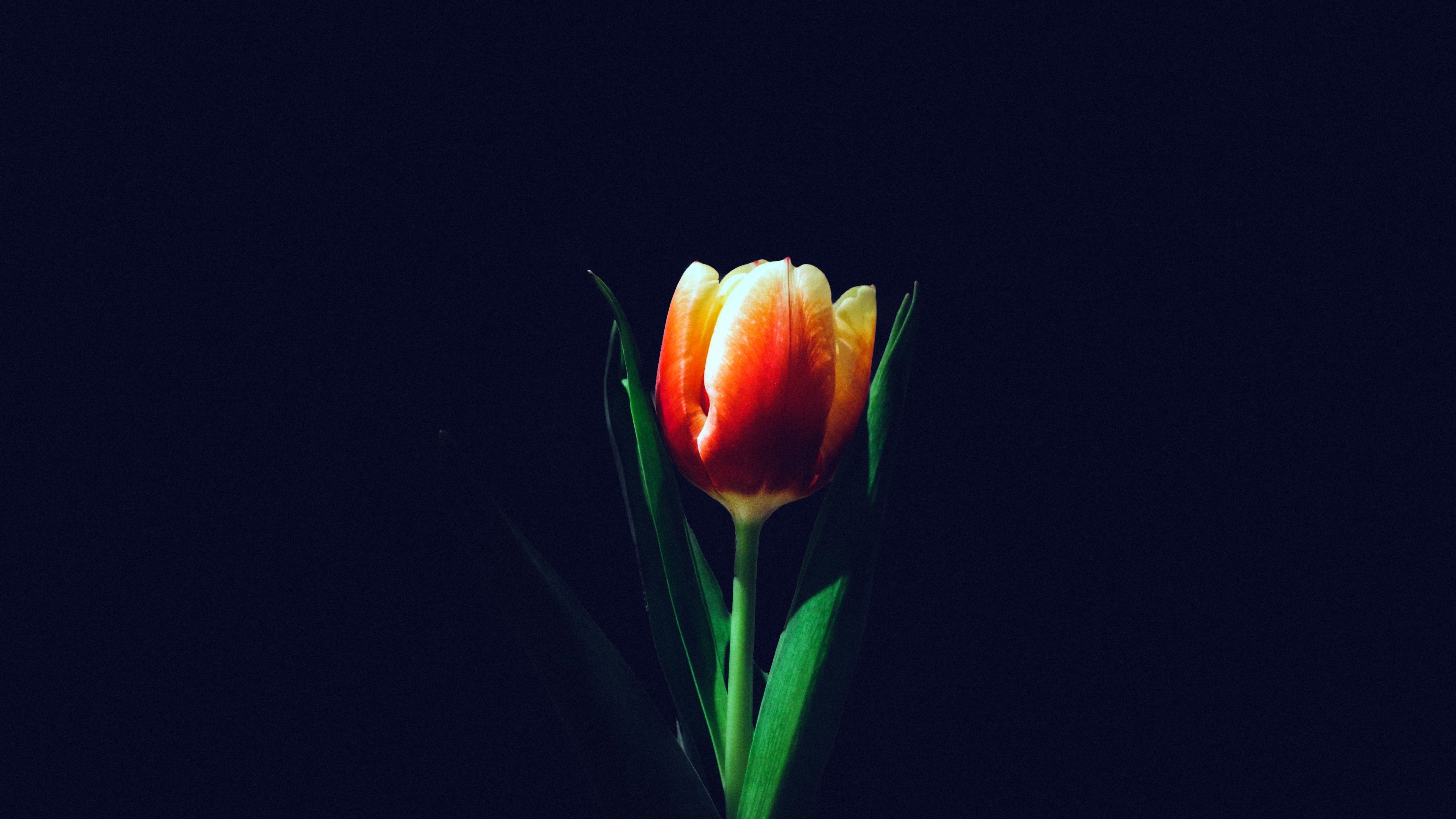 Tulip flower 4K Wallpaper, Orange tulips, Dark background, 5K, Flowers