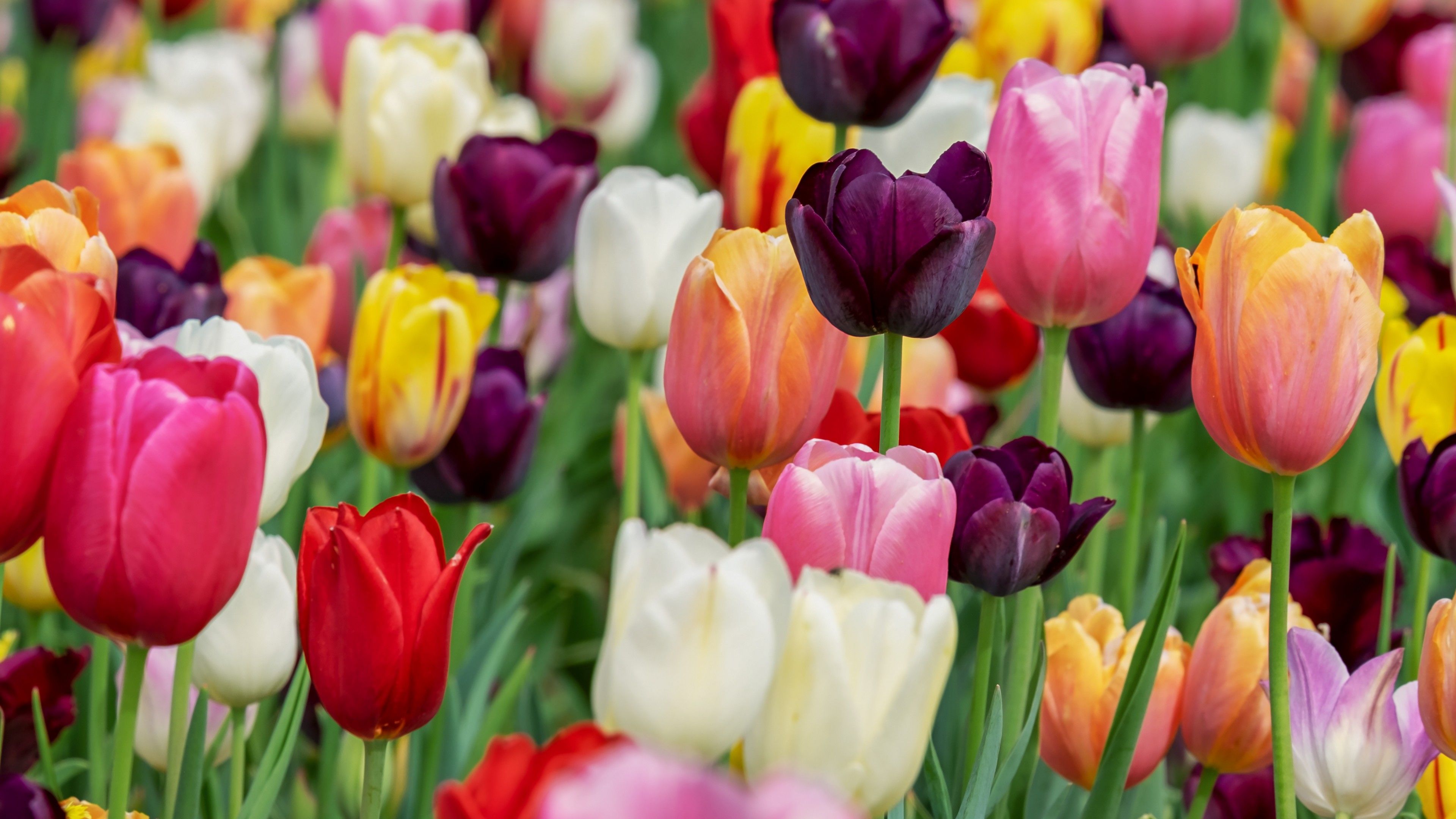 Tulip flowers 4K Wallpaper, Multicolor, Colorful, Tulips field, Purple, Pink, Beautiful, Flowers