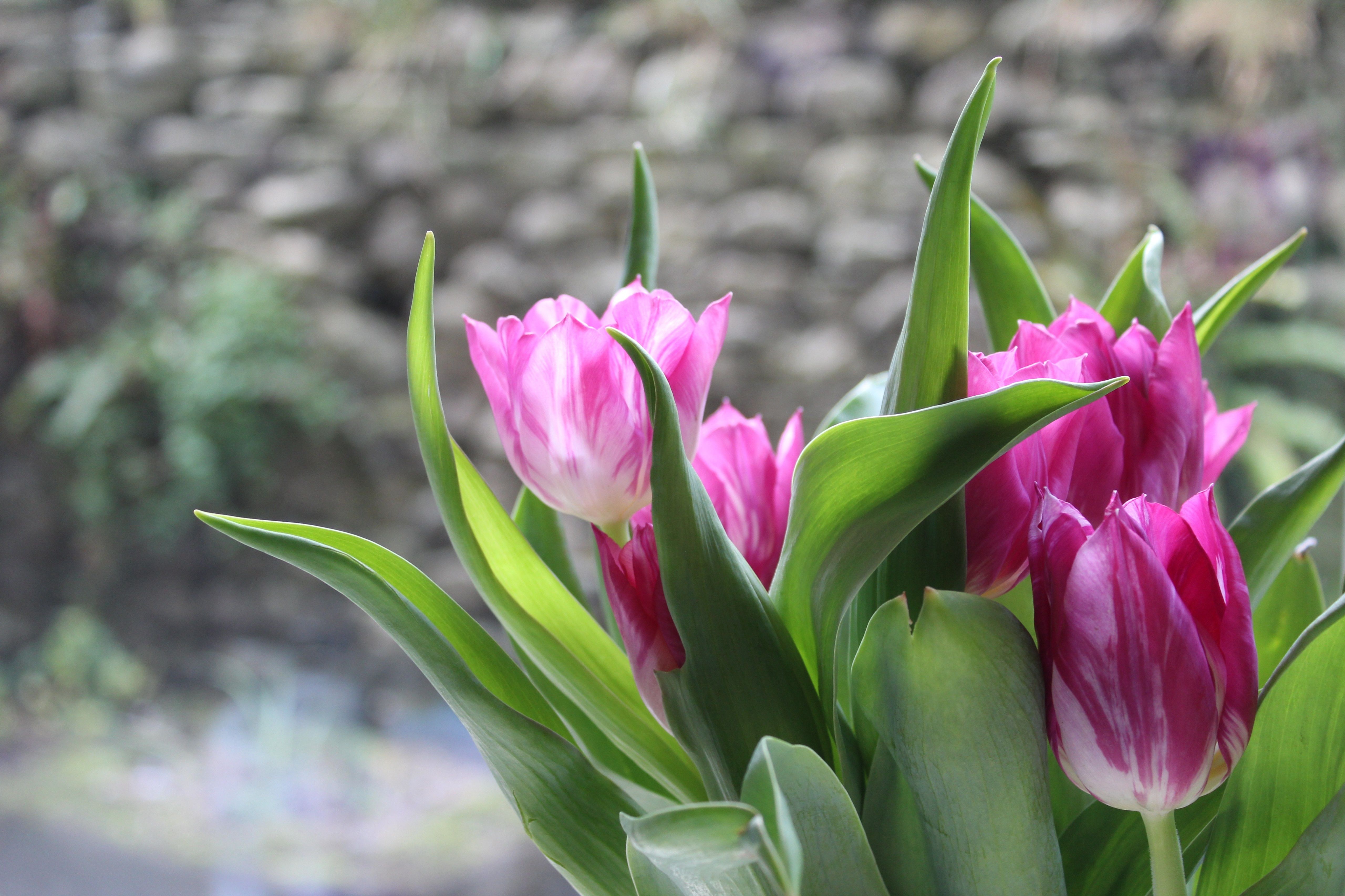 Tulip Flower 4K