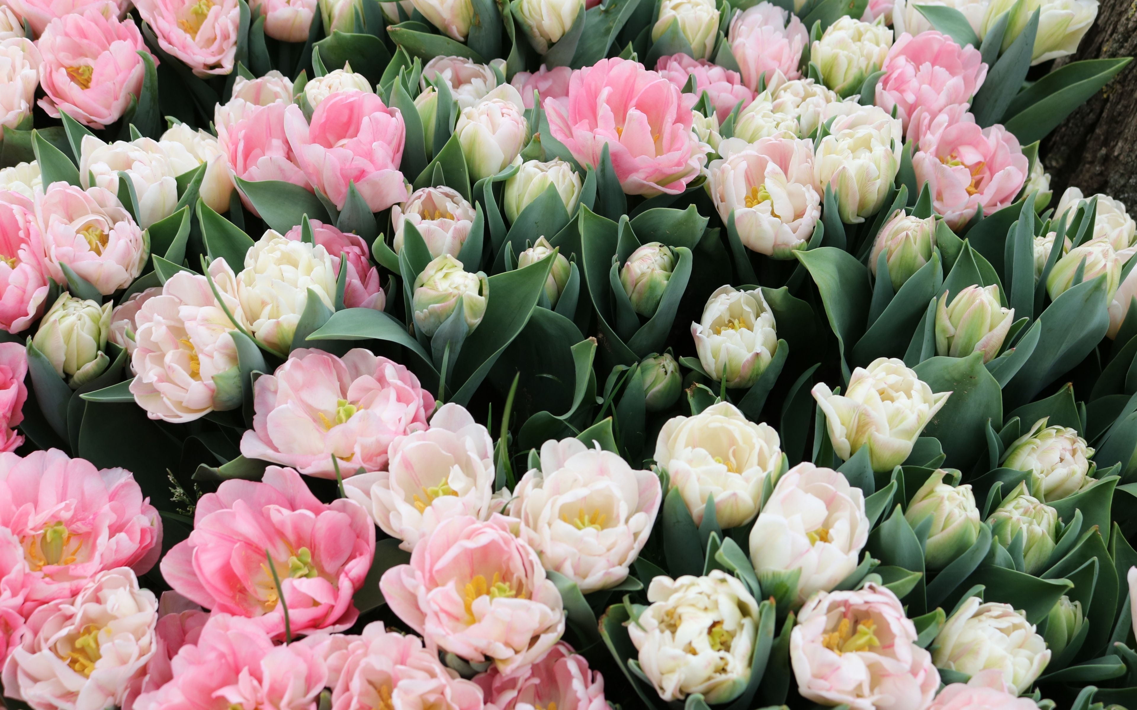 Download 3840x2400 wallpaper tulips, fresh, white & pink flowers, 4k, ultra HD 16: widescreen, 3840x2400 HD image, background, 4696
