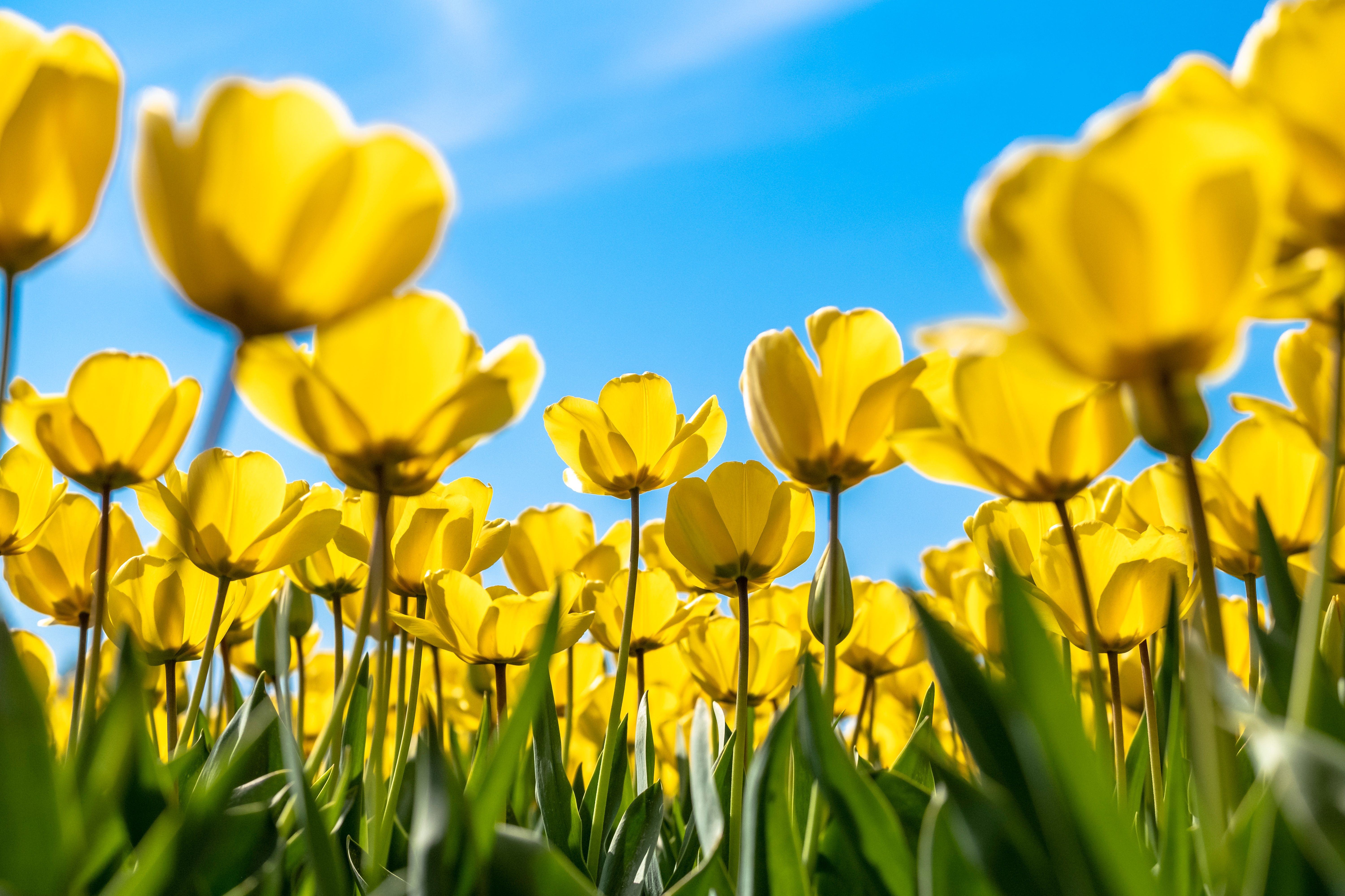 Tulips 4K Wallpaper, Yellow flowers, Blossom, Blue sky, Bloom, Flower garden, Daylight, Flowers
